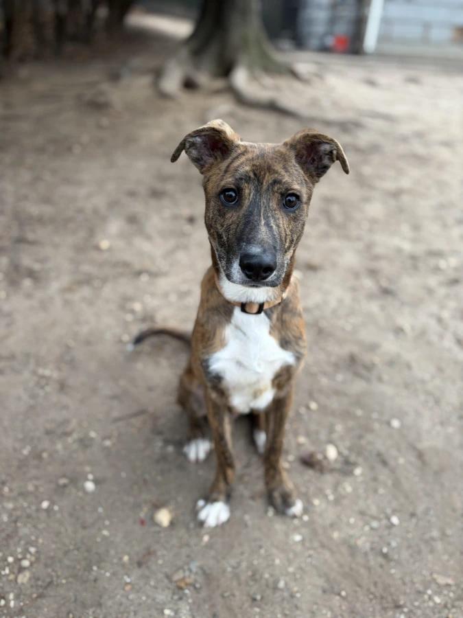 Spidey, Adoptable, Puppy Male Mixed Breed.
