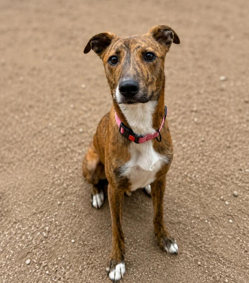 Spidey, Adoptable, Puppy Male Mixed Breed.