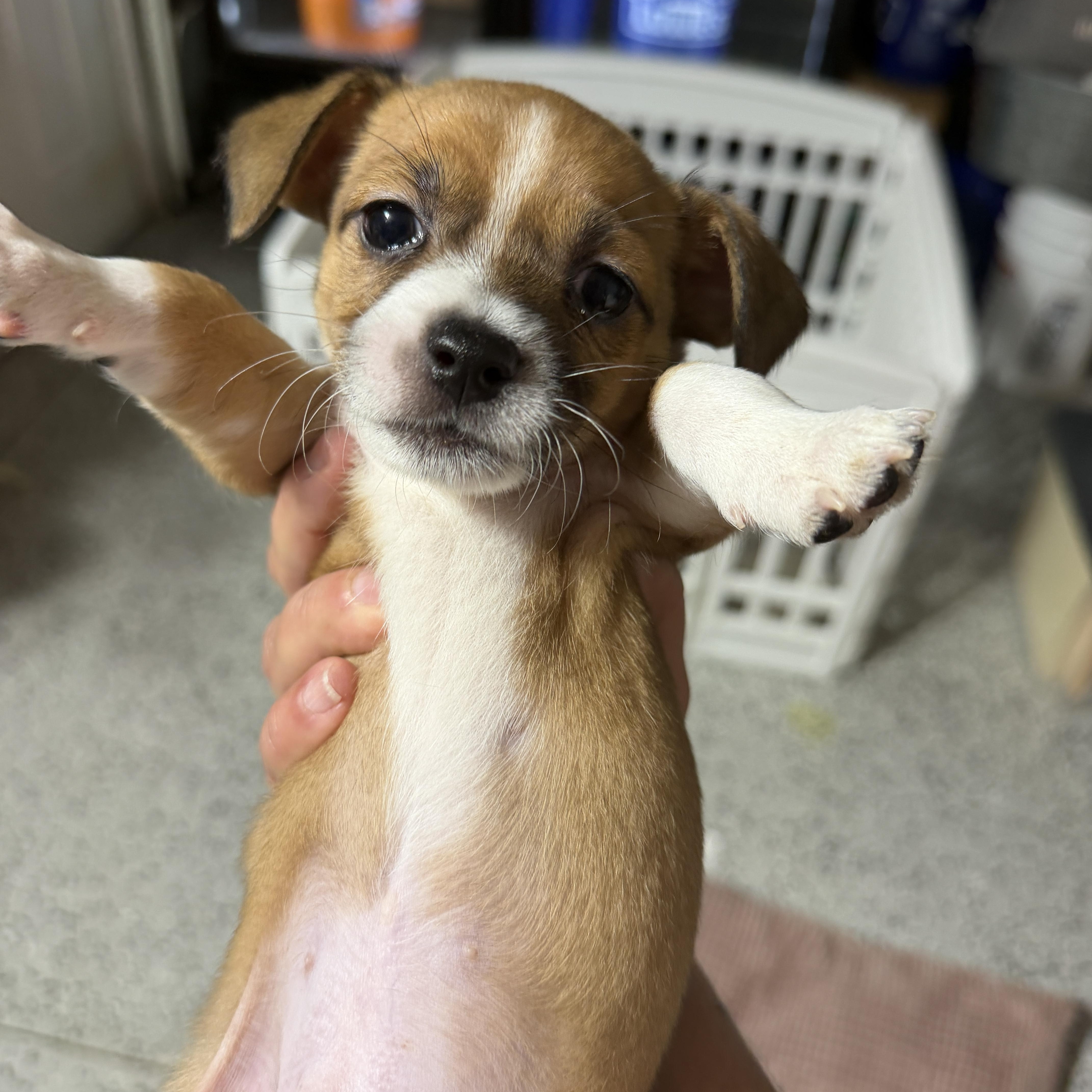 Enlarge Flint, a Adoptable mixed breed in LEHIGH ACRES, FL image 2/3