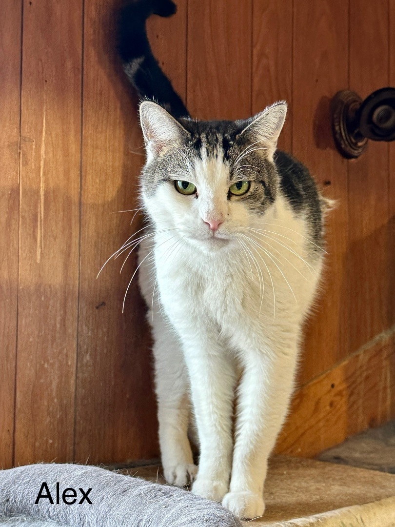 Enlarge Alex, a Adoptable Domestic Short Hair in Mira Loma, CA image 1/4
