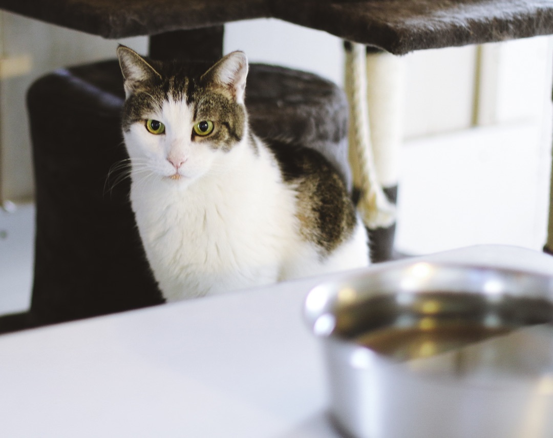 Enlarge Alex, a Adoptable Domestic Short Hair in Mira Loma, CA image 2/4