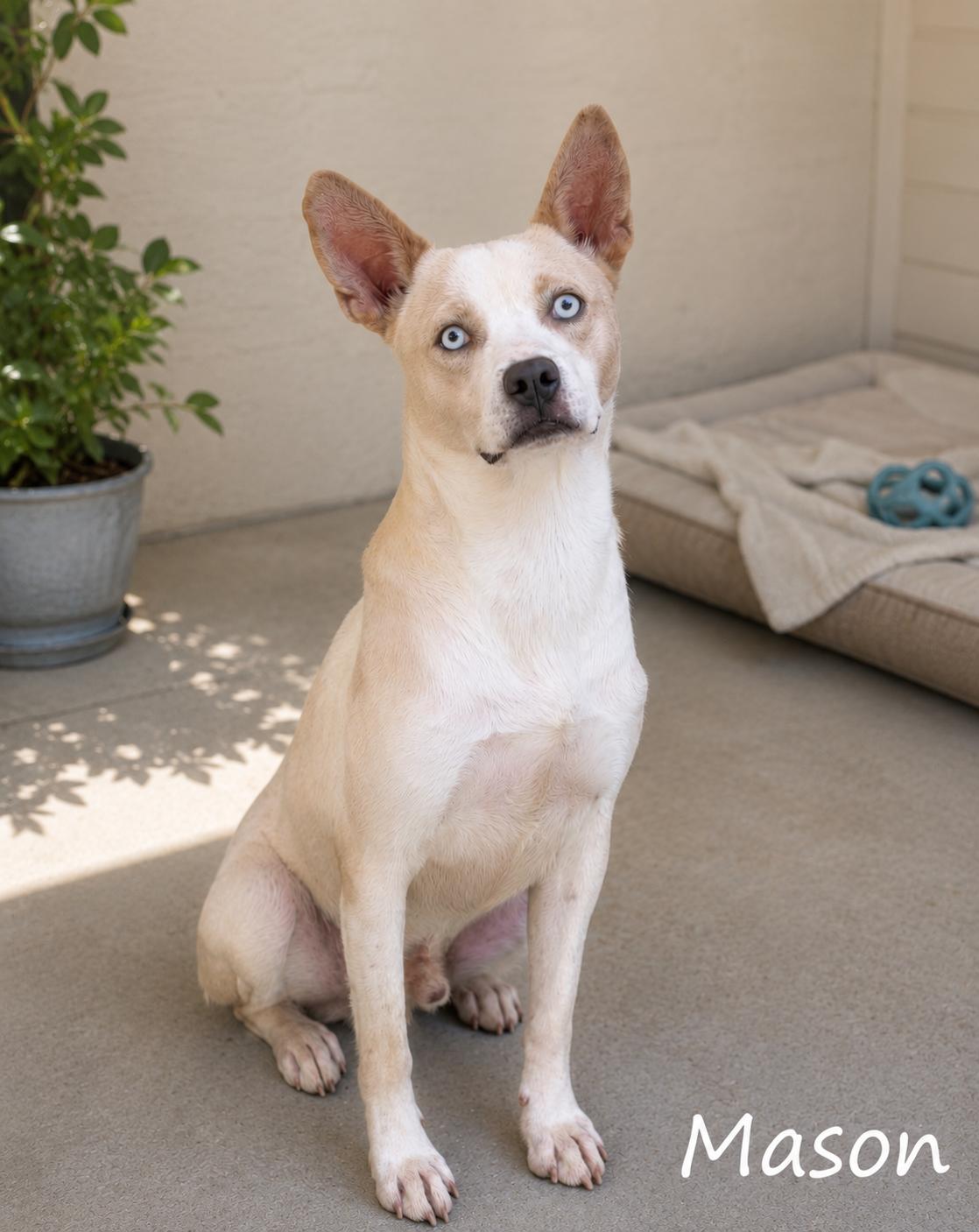 Enlarge Mason, a ADOPTABLE mixed breed in Sylacauga, AL image 1/1