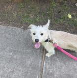 Chyna 52632, adopted, Adult Female Mixed Breed.