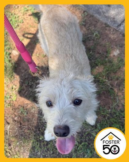 Chyna 52632, an adopted Mixed Breed in Oklahoma City, OK image 2/3