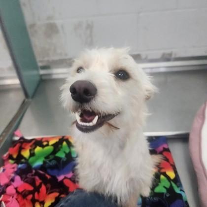 Chyna 52632, an adopted Mixed Breed in Oklahoma City, OK image 3/3