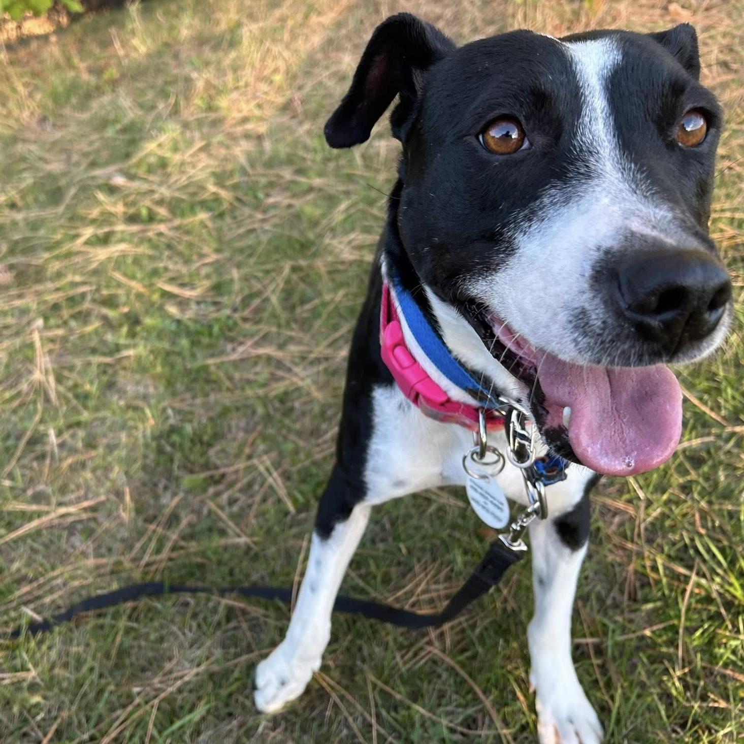 Enlarge Dixi, a ADOPTABLE mixed breed in Kingston, ON image 2/6