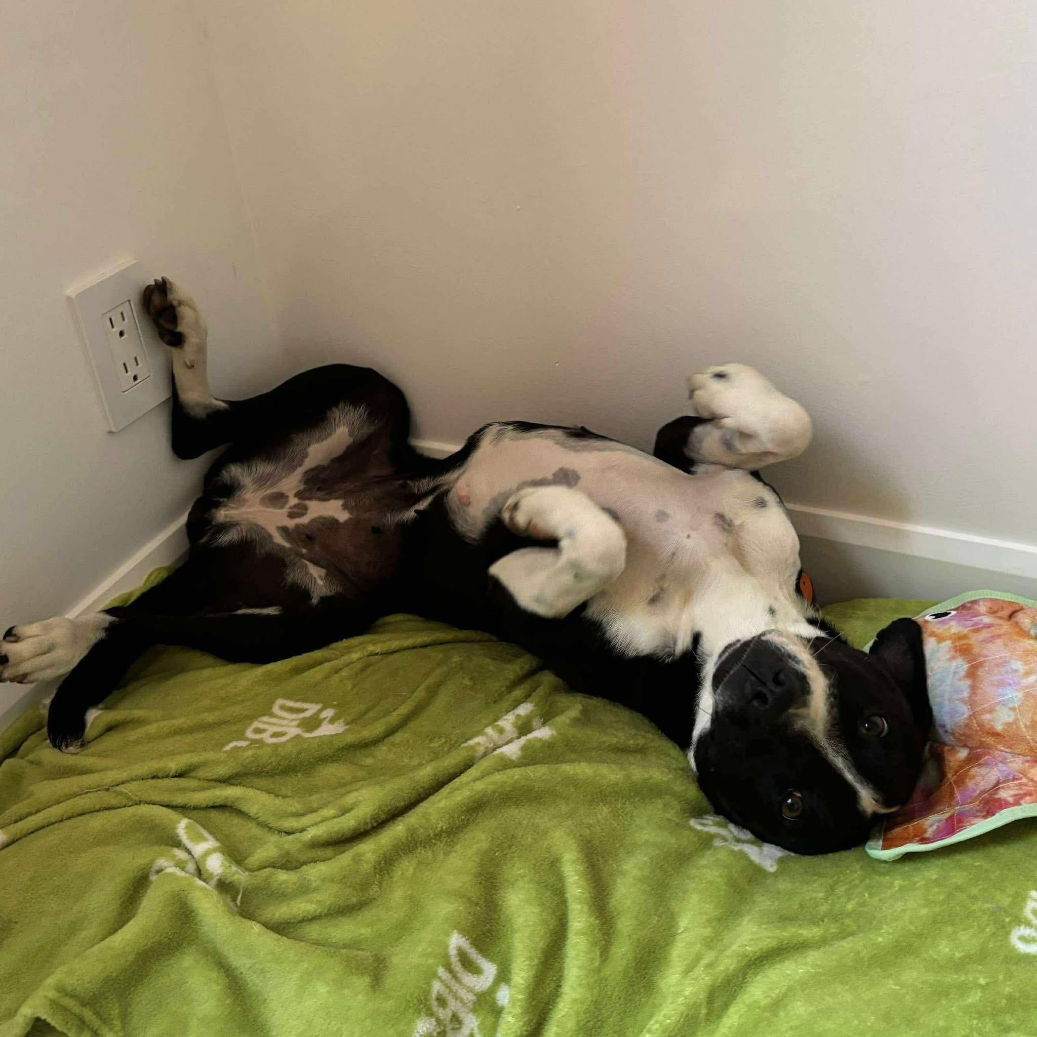 Enlarge Dixi, a ADOPTABLE mixed breed in Kingston, ON image 3/6