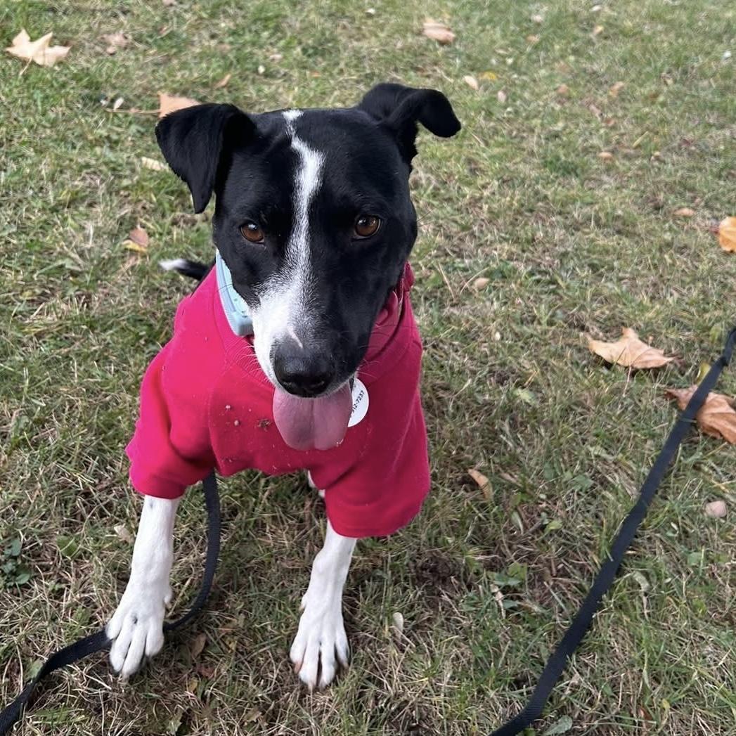 Enlarge Dixi, a ADOPTABLE mixed breed in Kingston, ON image 5/6