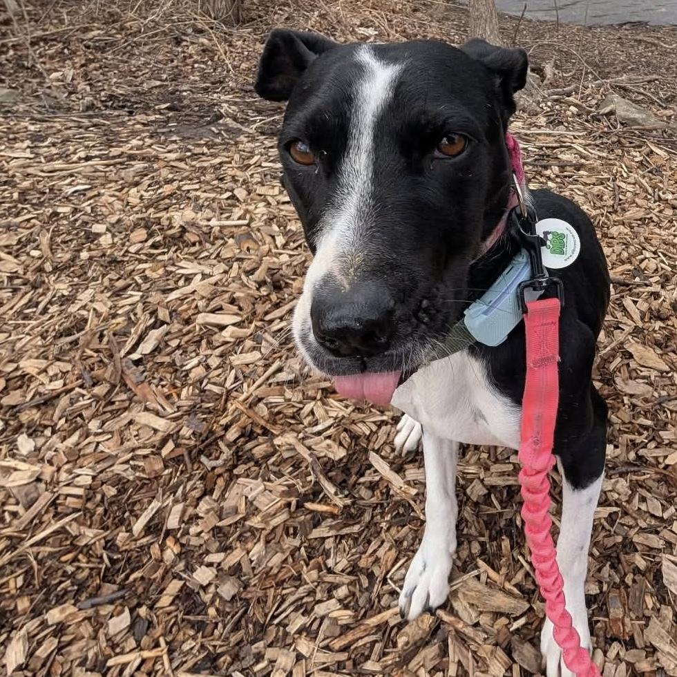 Enlarge Dixi, a ADOPTABLE mixed breed in Kingston, ON image 1/6