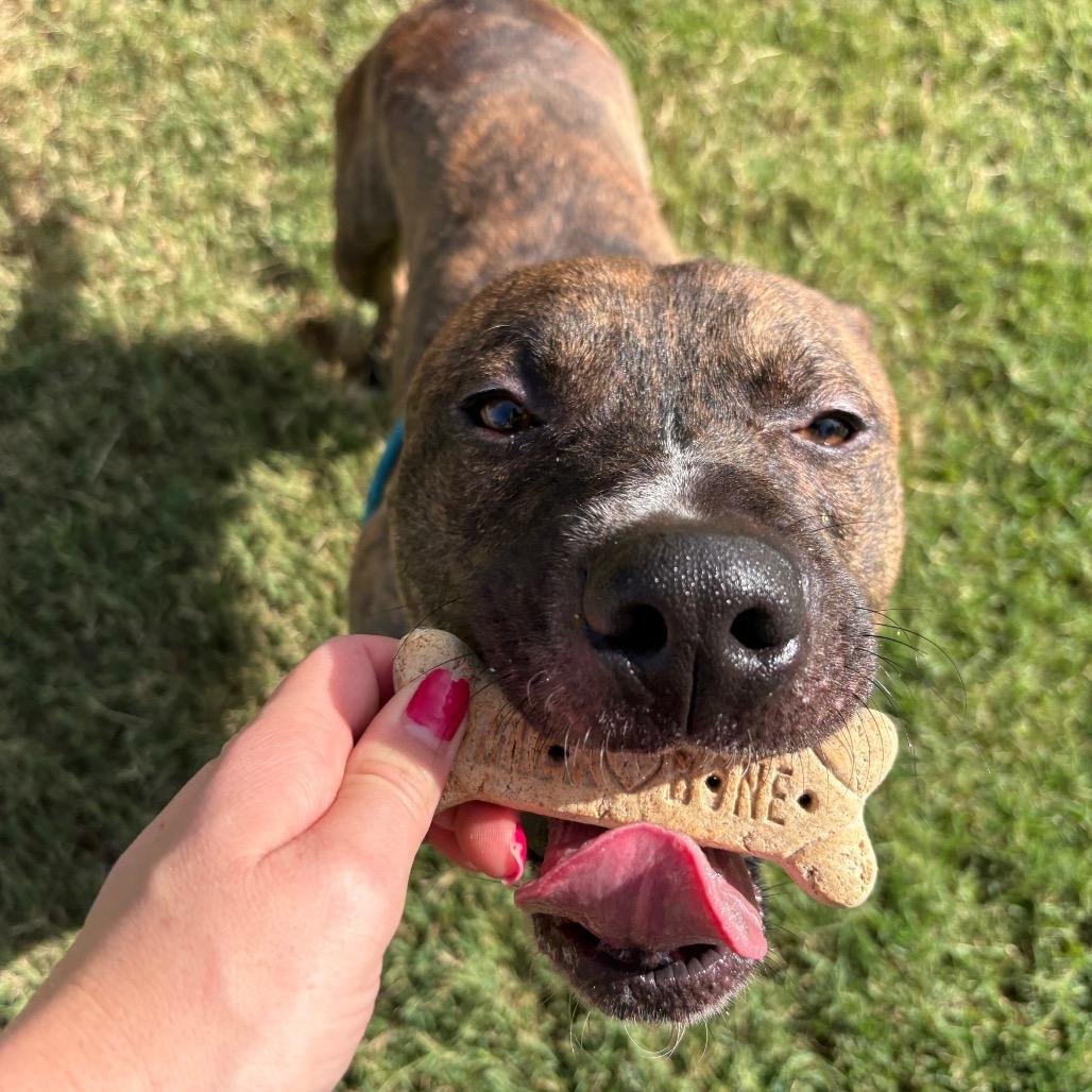 Riley, Adoptable, Adult Male Pit Bull Terrier.