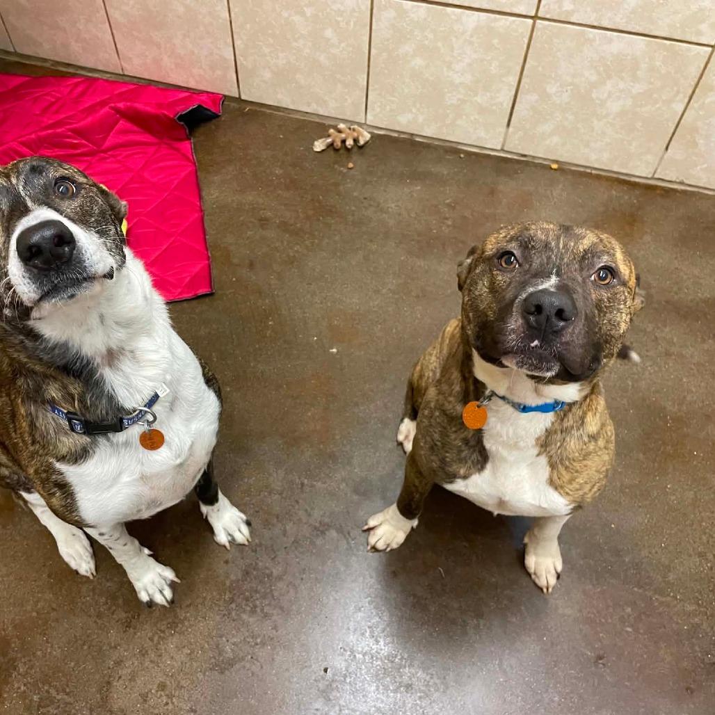 Enlarge Riley, a Adoptable Pit Bull Terrier in Springfield, MO image 2/6