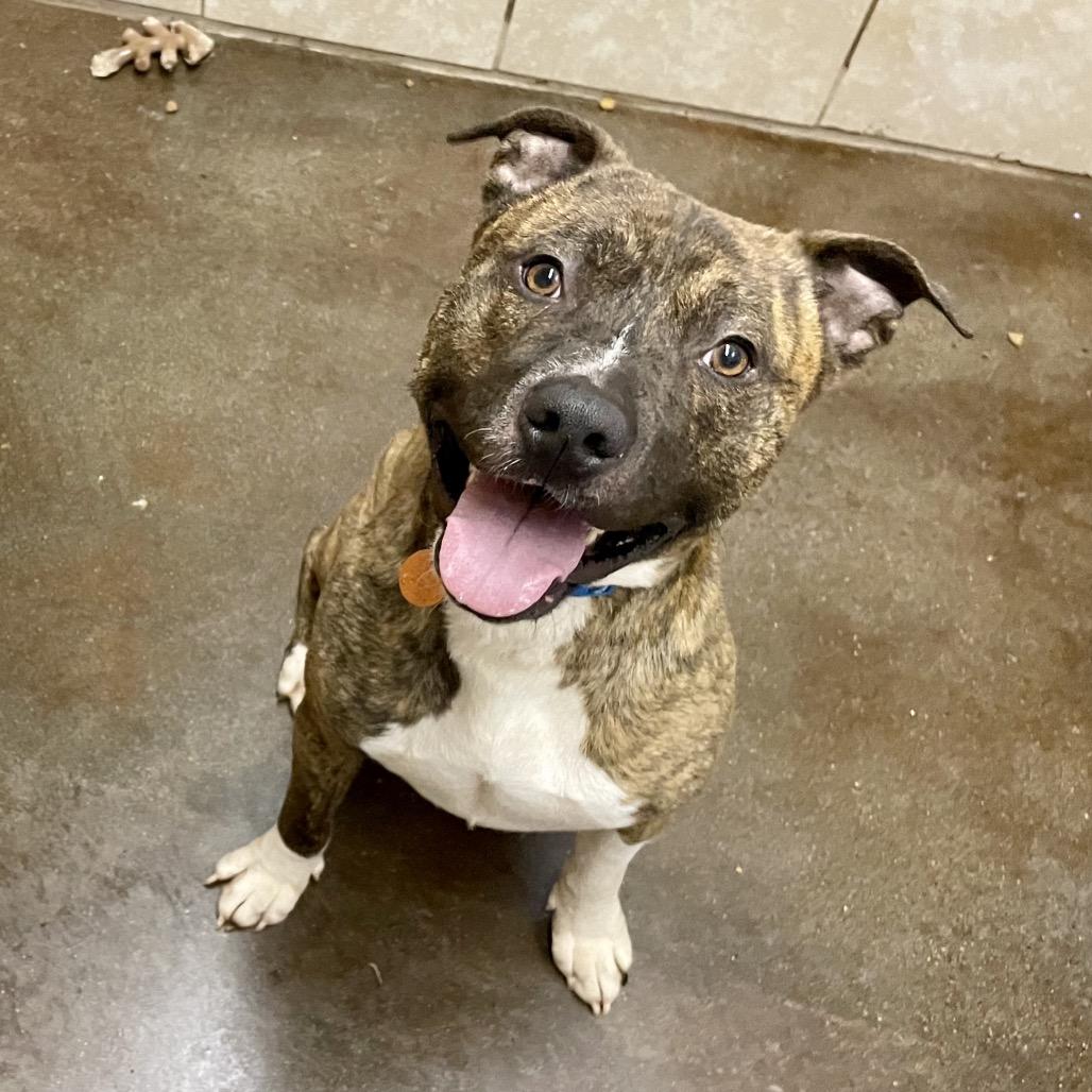 Enlarge Riley, a Adoptable Pit Bull Terrier in Springfield, MO image 3/6