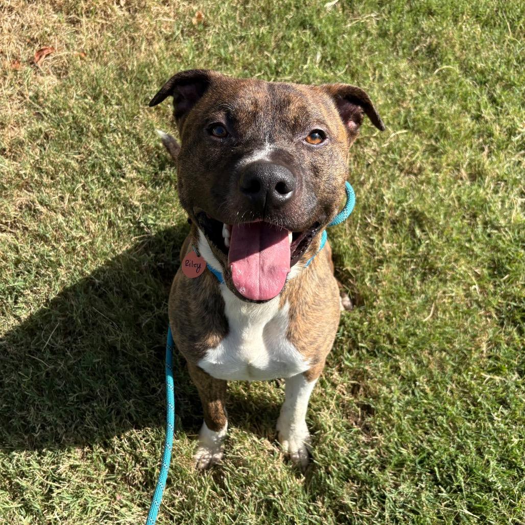Enlarge Riley, a Adoptable Pit Bull Terrier in Springfield, MO image 4/6