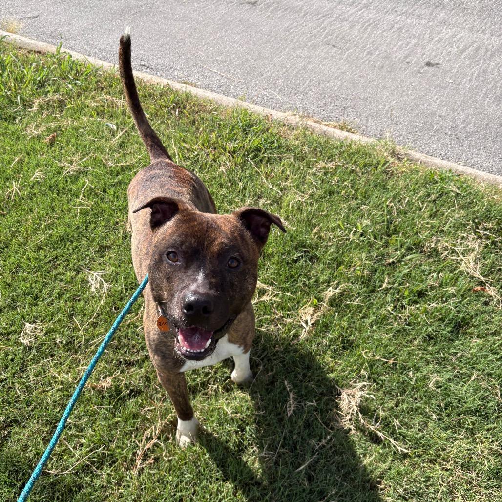 Enlarge Riley, a Adoptable Pit Bull Terrier in Springfield, MO image 5/6