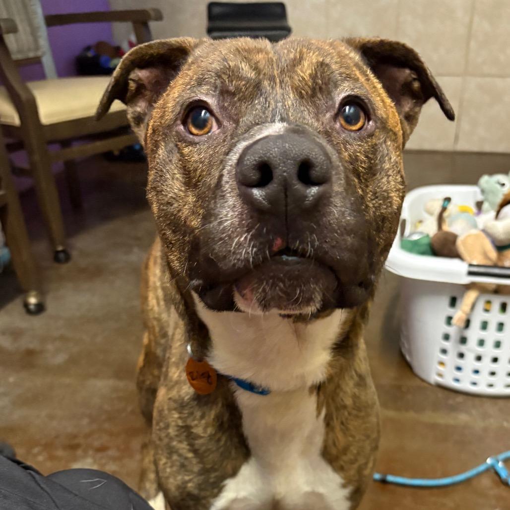Enlarge Riley, a Adoptable Pit Bull Terrier in Springfield, MO image 6/6