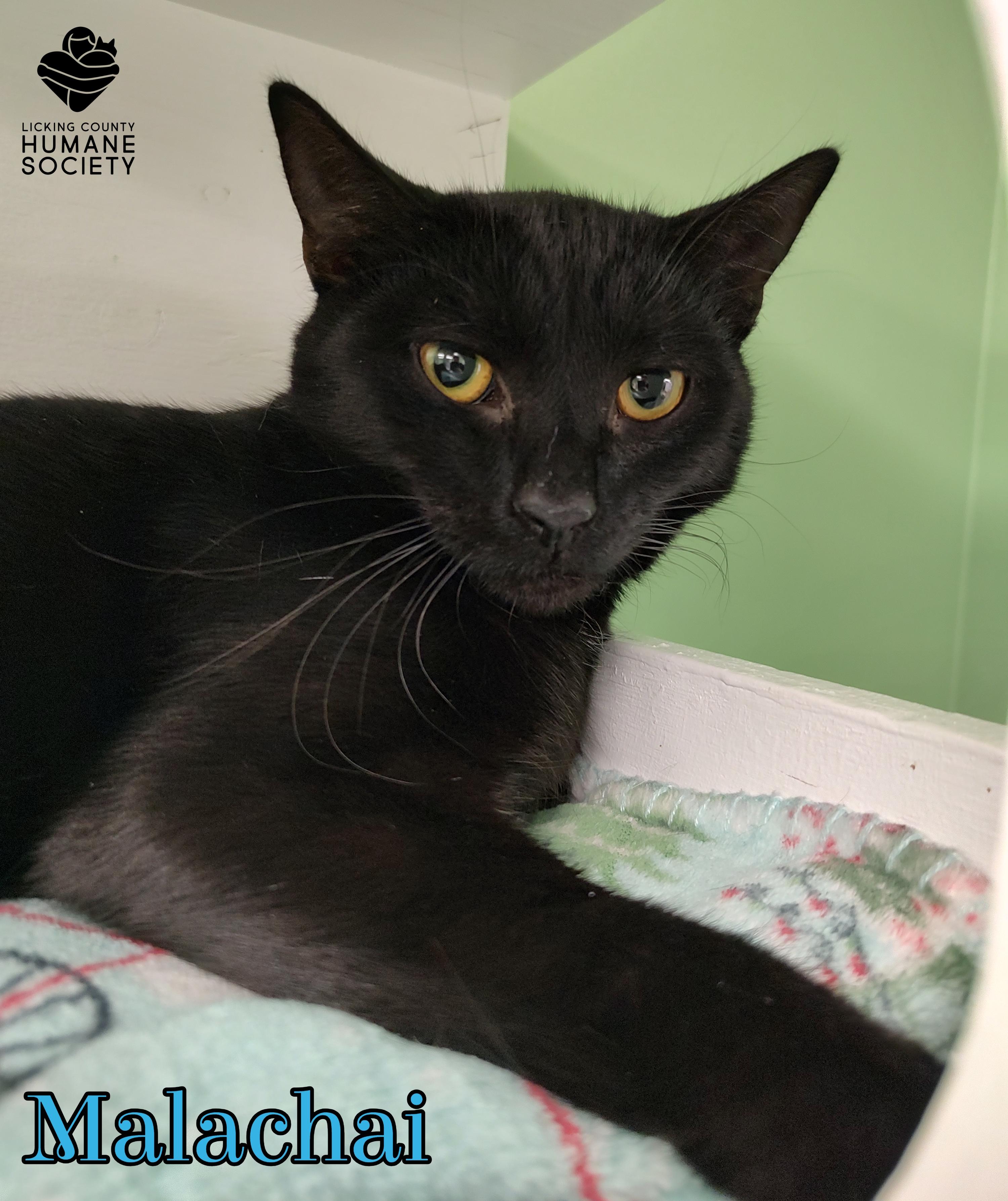 Malachai, Adoptable, Adult Male Domestic Short Hair.