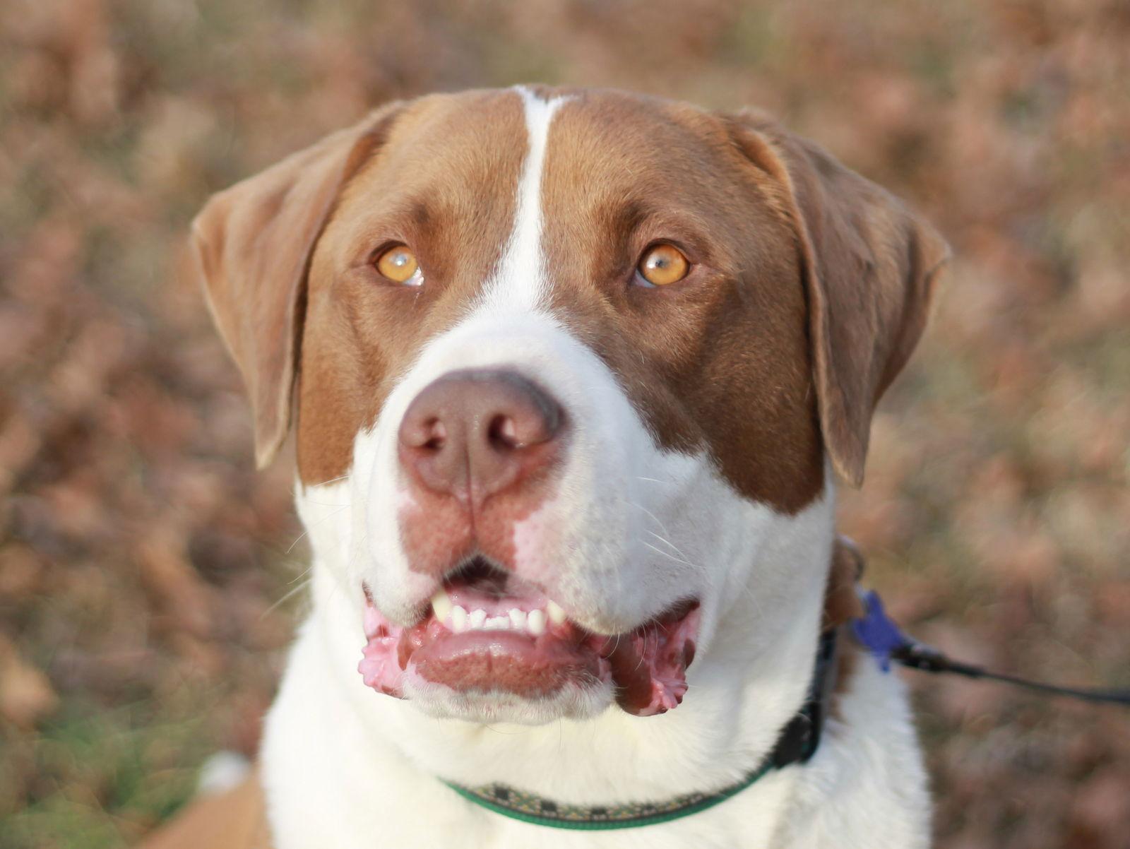 Finn, Adoptable, Young Male Saint Bernard & Cane Corso.