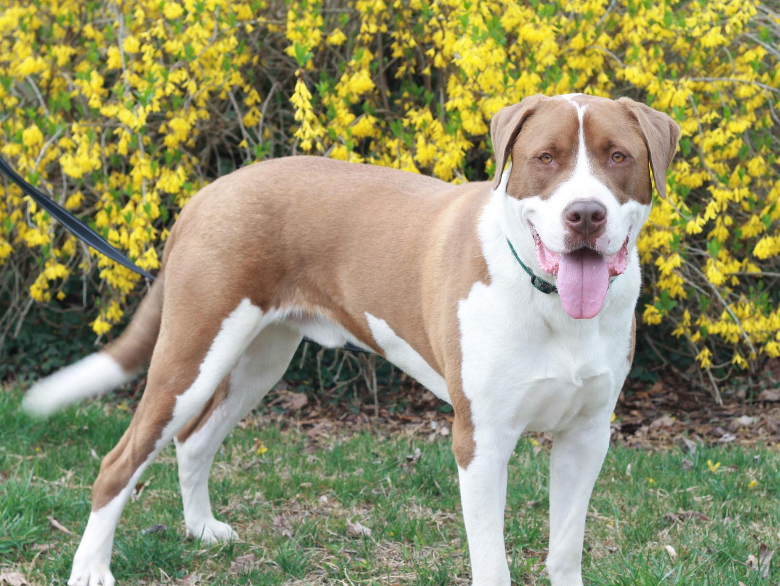 Enlarge Finn, a Adoptable mixed breed in Cookeville, TN image 1/3