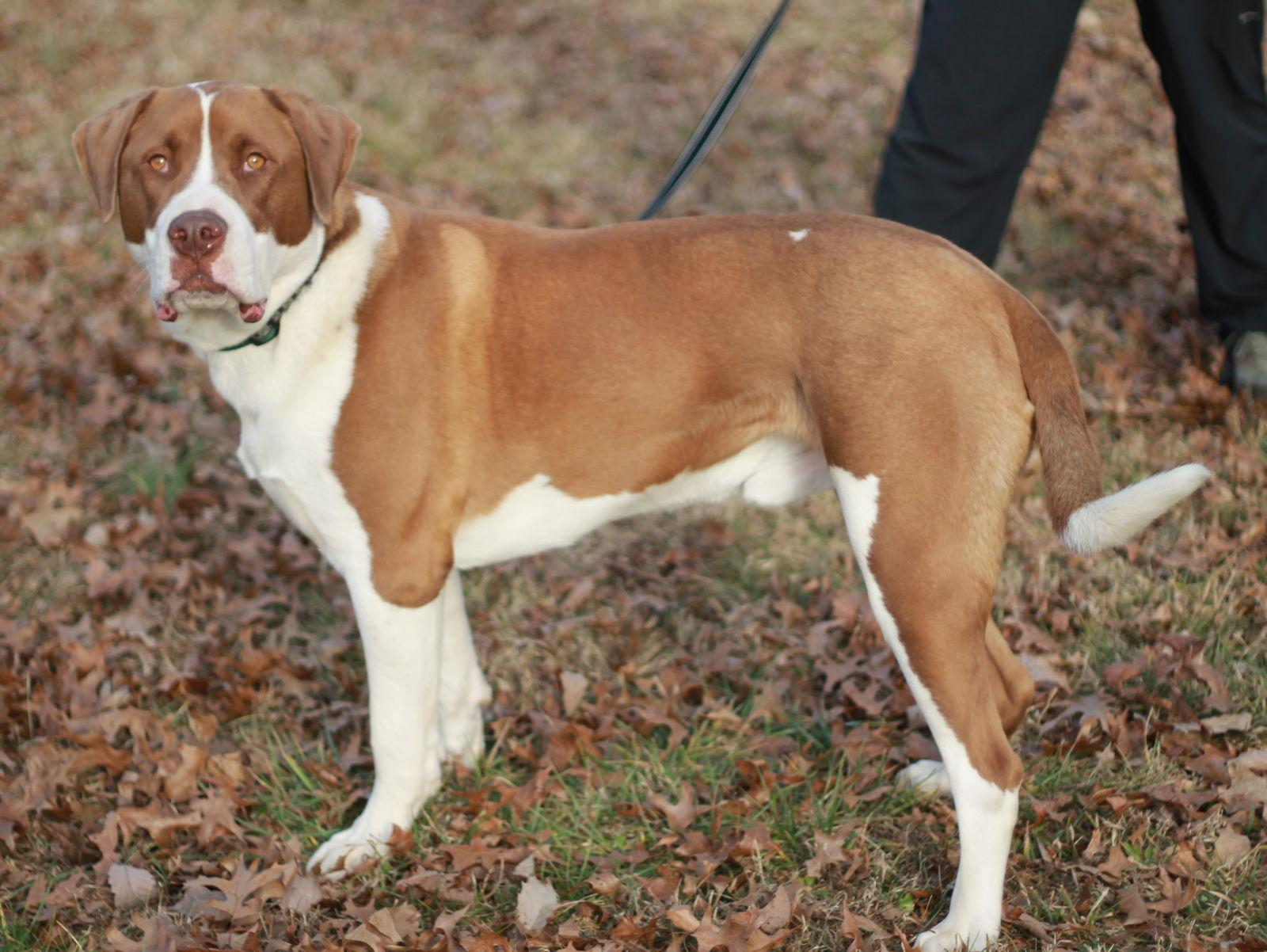 Enlarge Finn - MEET at PETCO 3/7!, a Adoptable mixed breed in Cookeville, TN image 2/3