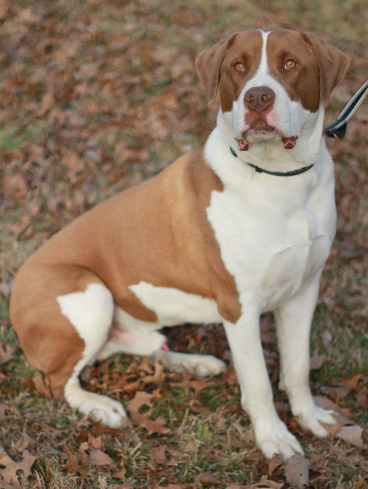 Enlarge Finn - MEET at PETCO 3/7!, a Adoptable mixed breed in Cookeville, TN image 3/3