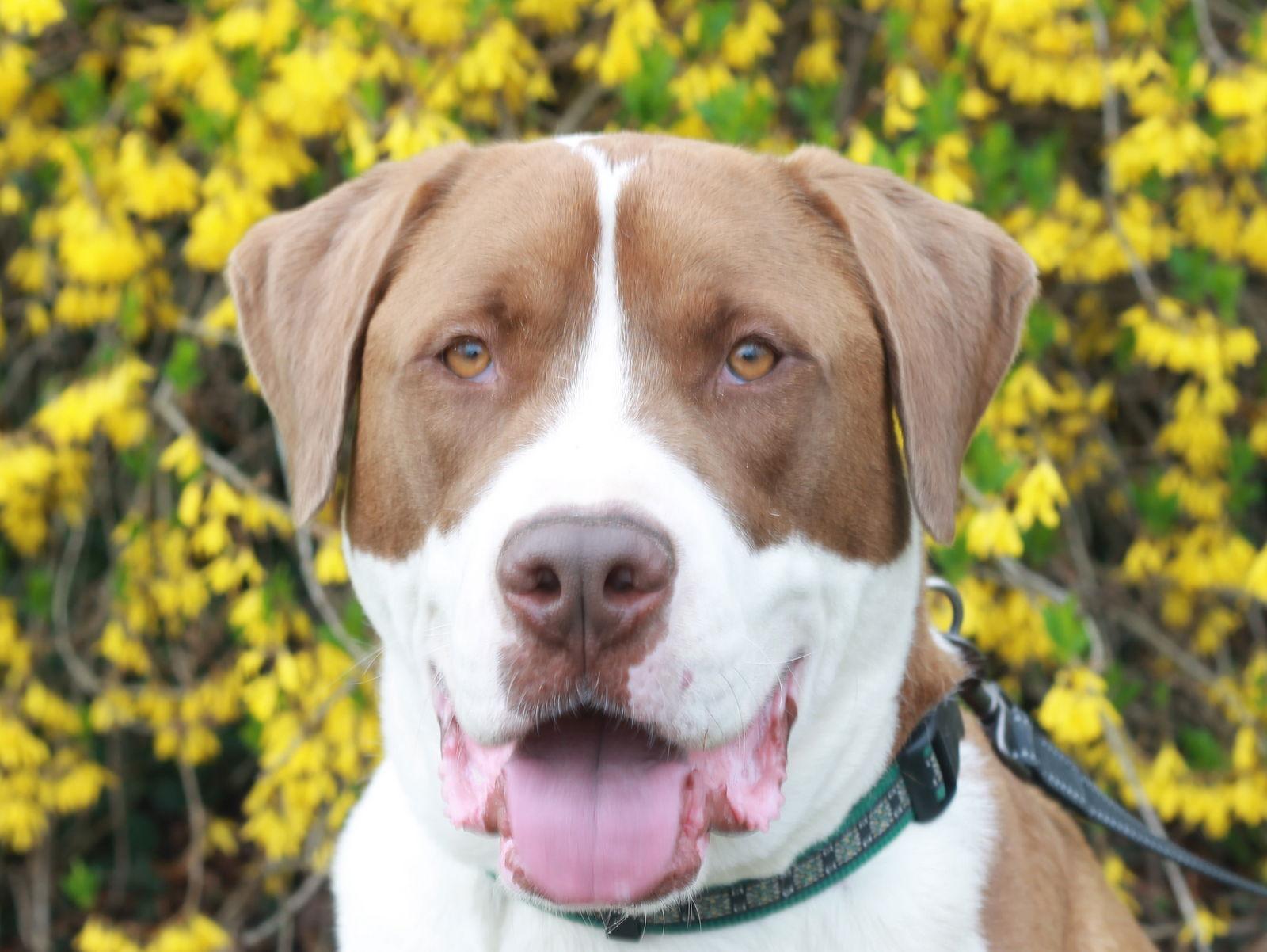 Enlarge Finn, a Adoptable mixed breed in Cookeville, TN image 2/3