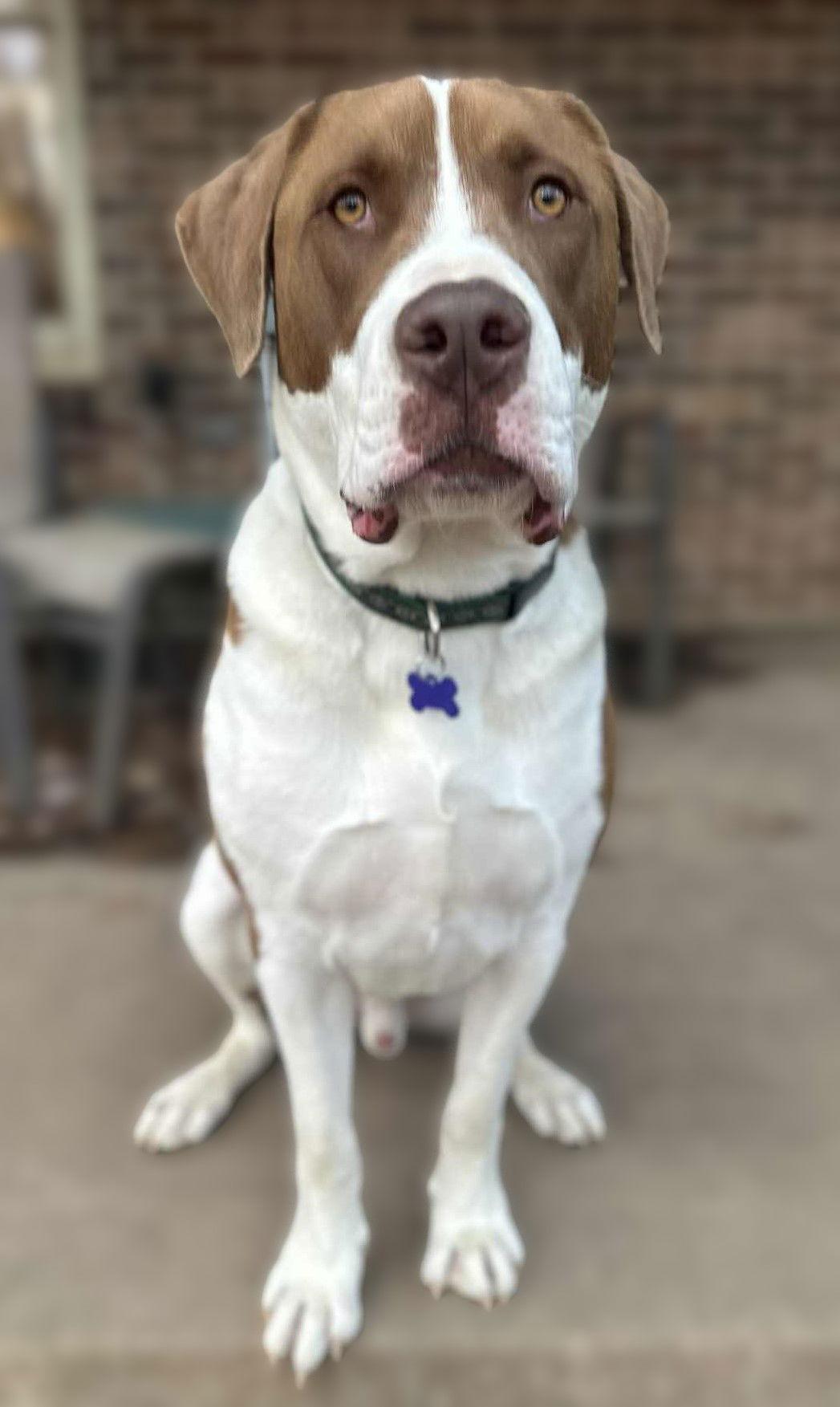 Finn, Adoptable, Young Male Saint Bernard.