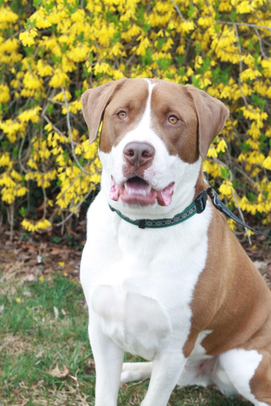 Enlarge Finn, a Adoptable mixed breed in Cookeville, TN image 3/3