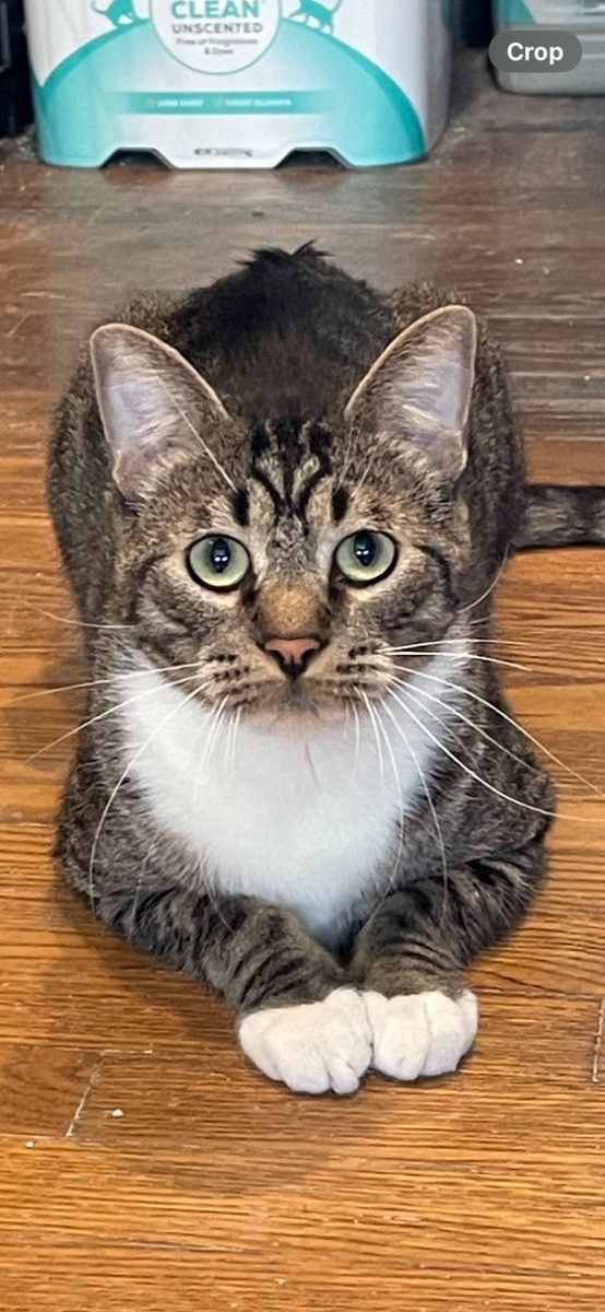 Tuffy, Young Male Tabby