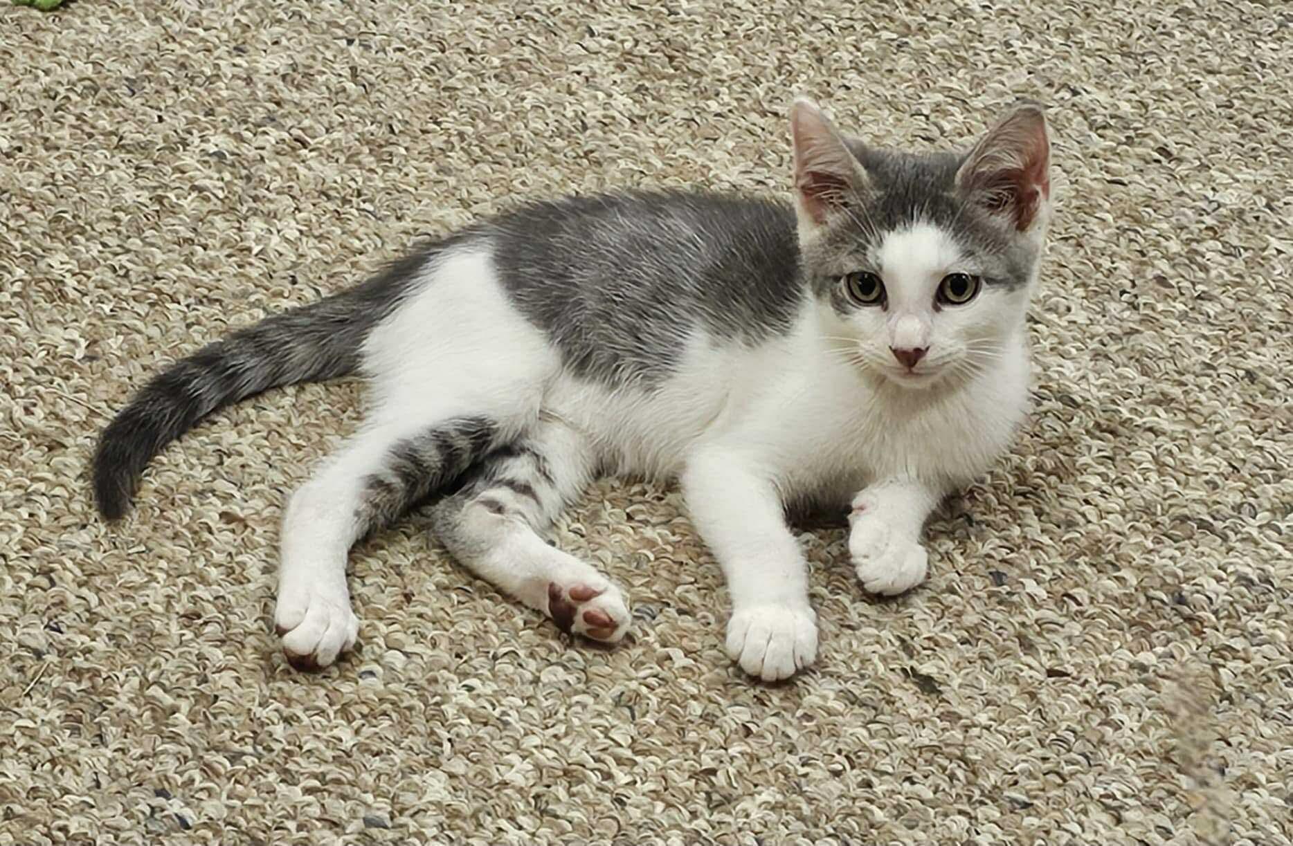 Boog (Tiff-Fostered in New England), Baby Male unknown