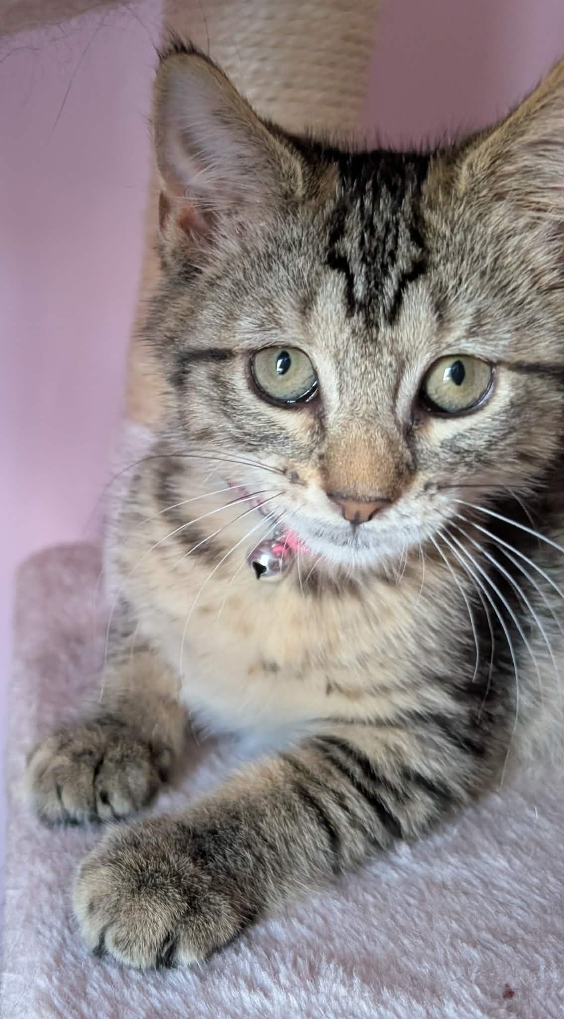 Biscotti, a ADOPTABLE Domestic Short Hair in Bayonne, NJ image 2/4