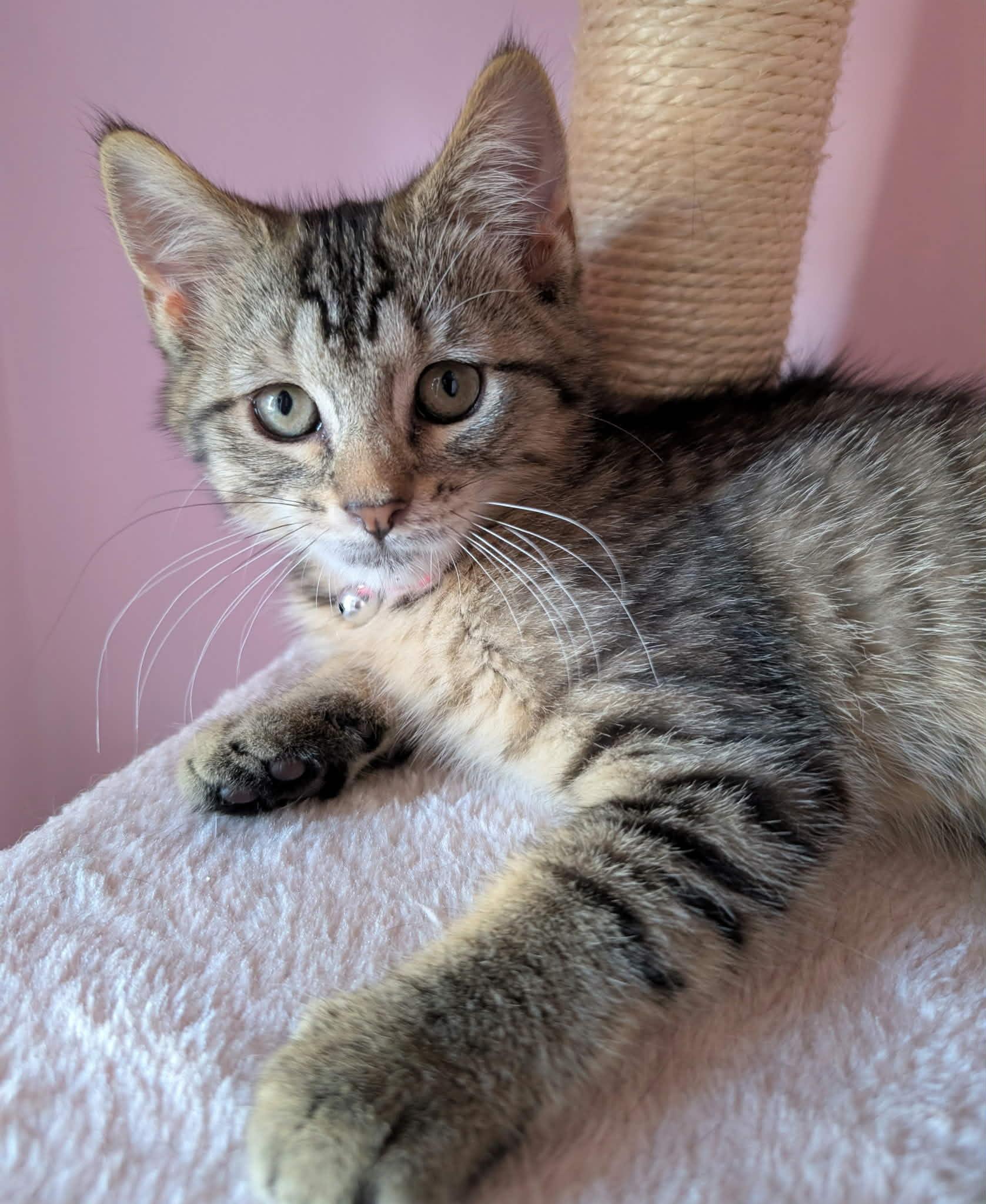 Biscotti, a ADOPTABLE Domestic Short Hair in Bayonne, NJ image 1/4