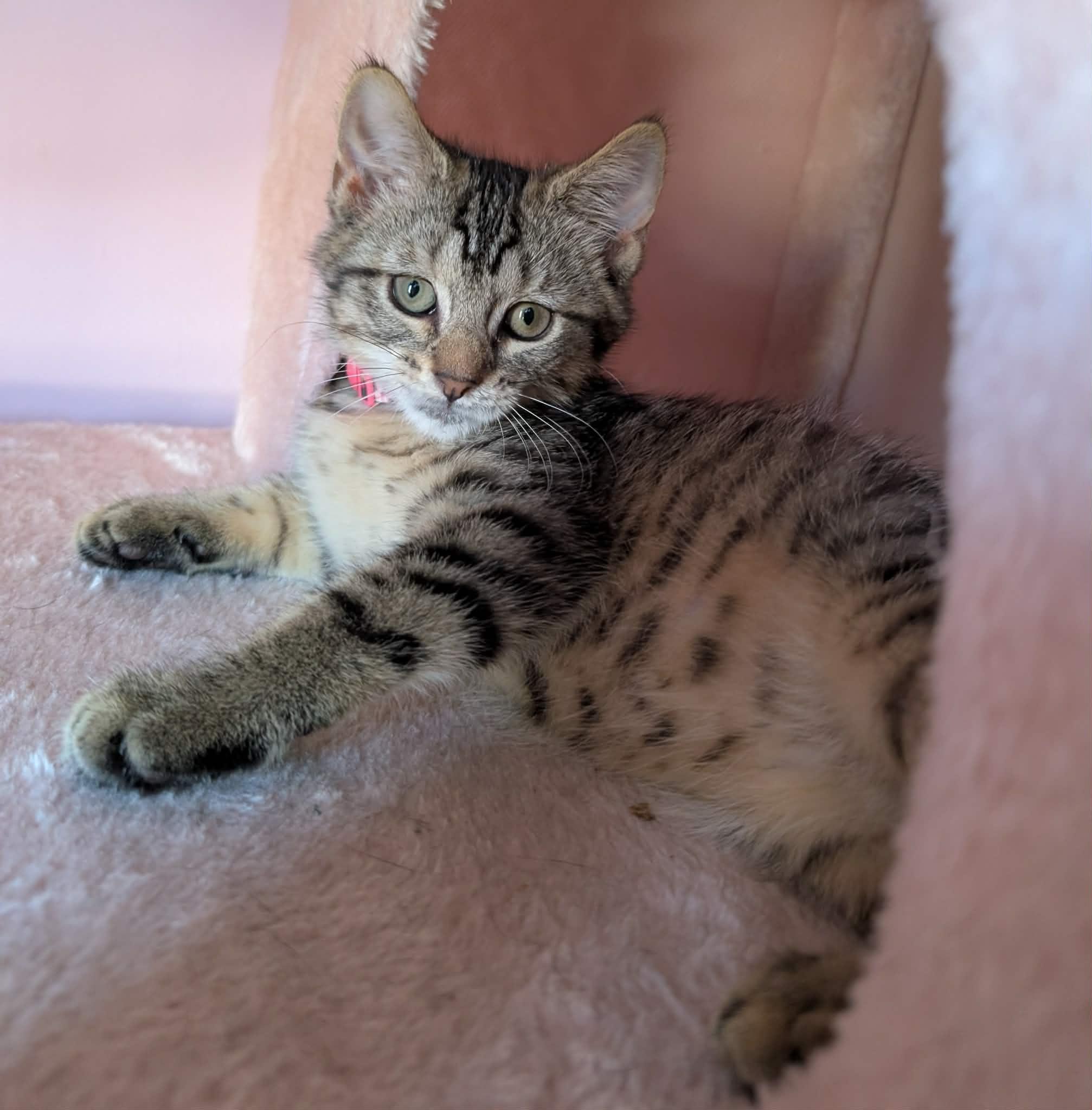 Biscotti, a ADOPTABLE Domestic Short Hair in Bayonne, NJ image 3/4