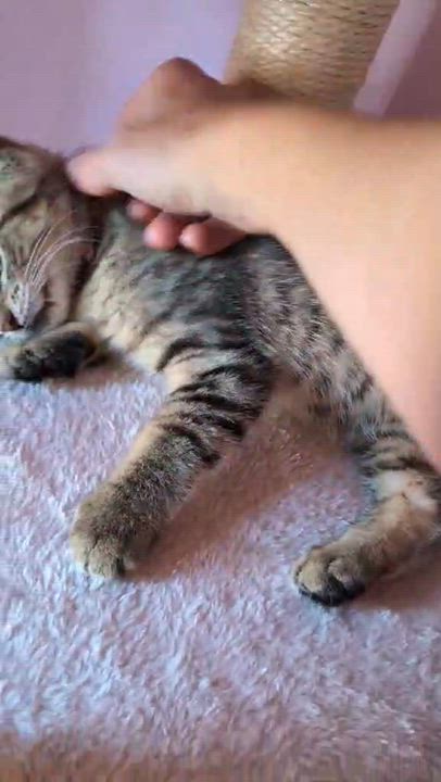 Enlarge Biscotti, a ADOPTABLE Domestic Short Hair in Bayonne, NJ video 4/4