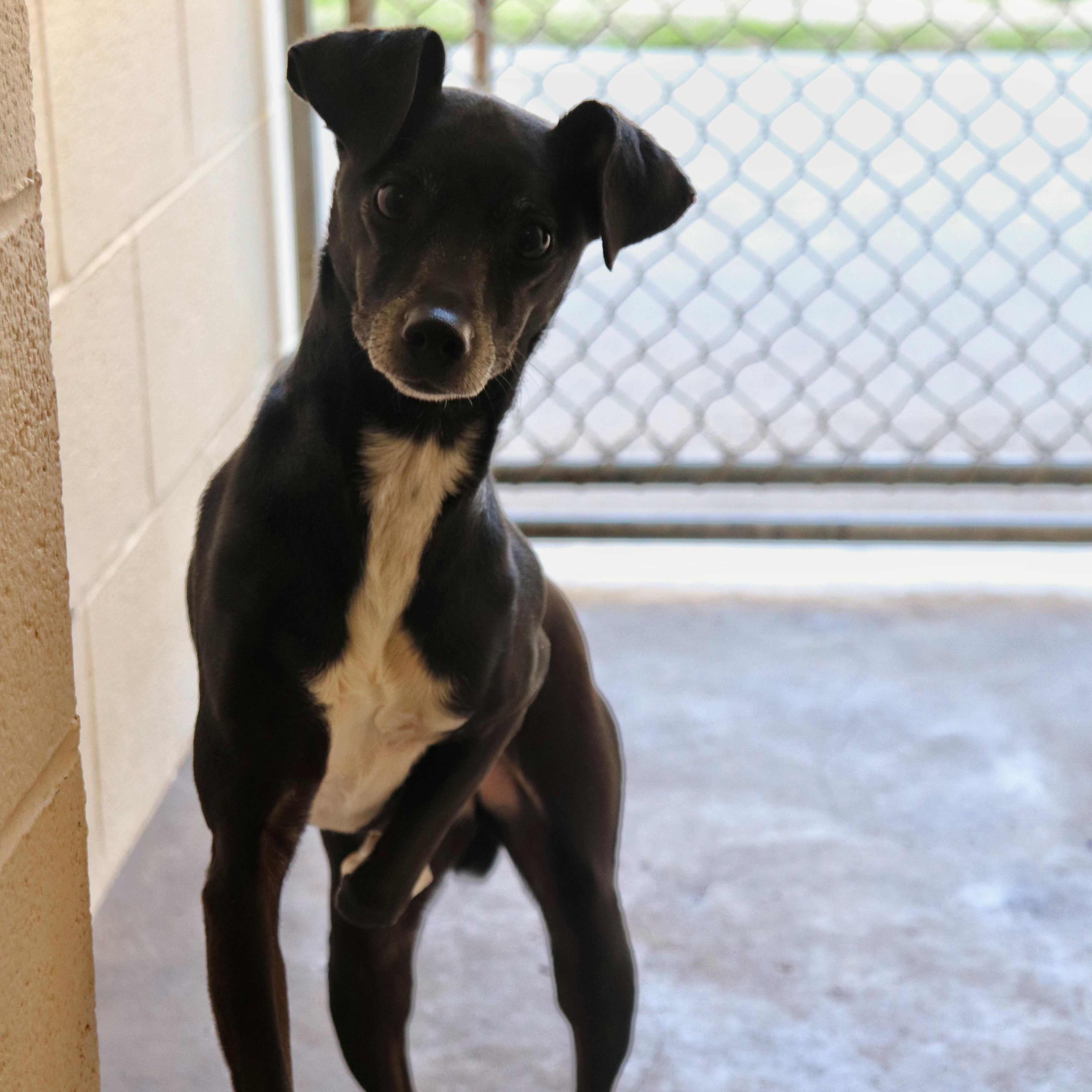 Nala #9830, Adult Female Italian Greyhound