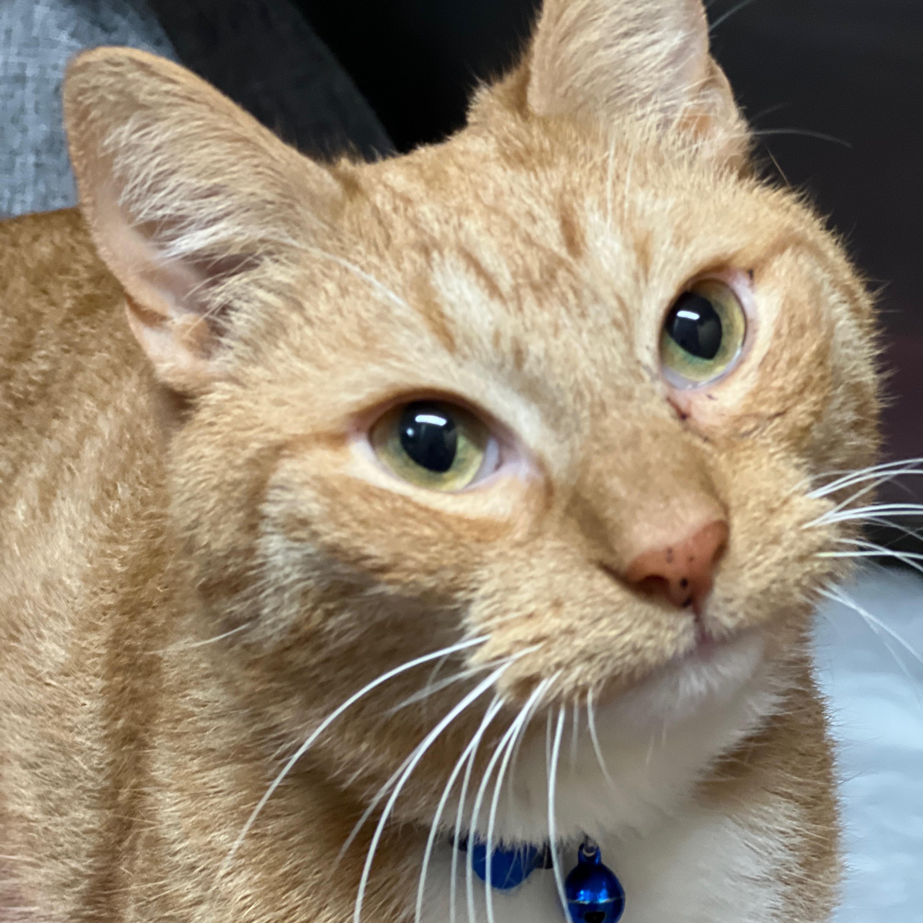 Kidd and Milo ( bonded Pair), an adopted mixed breed in Germansville, PA image 5/5