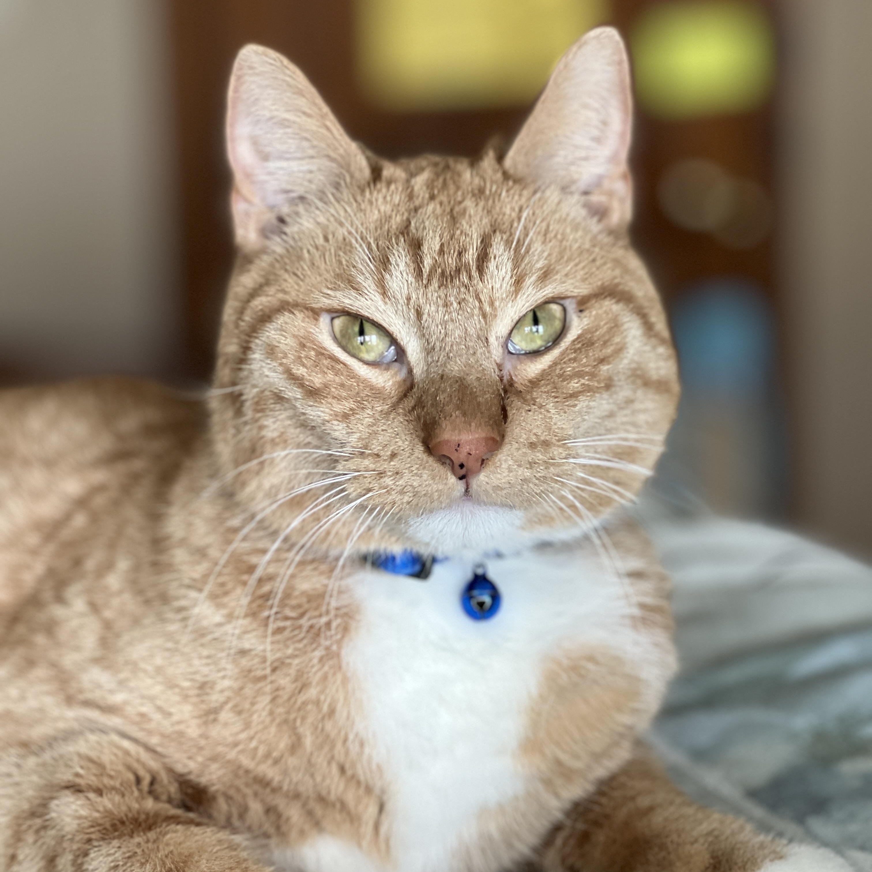 Kidd and Milo ( bonded Pair), adopted, Adult Male Domestic Short Hair & Tabby.
