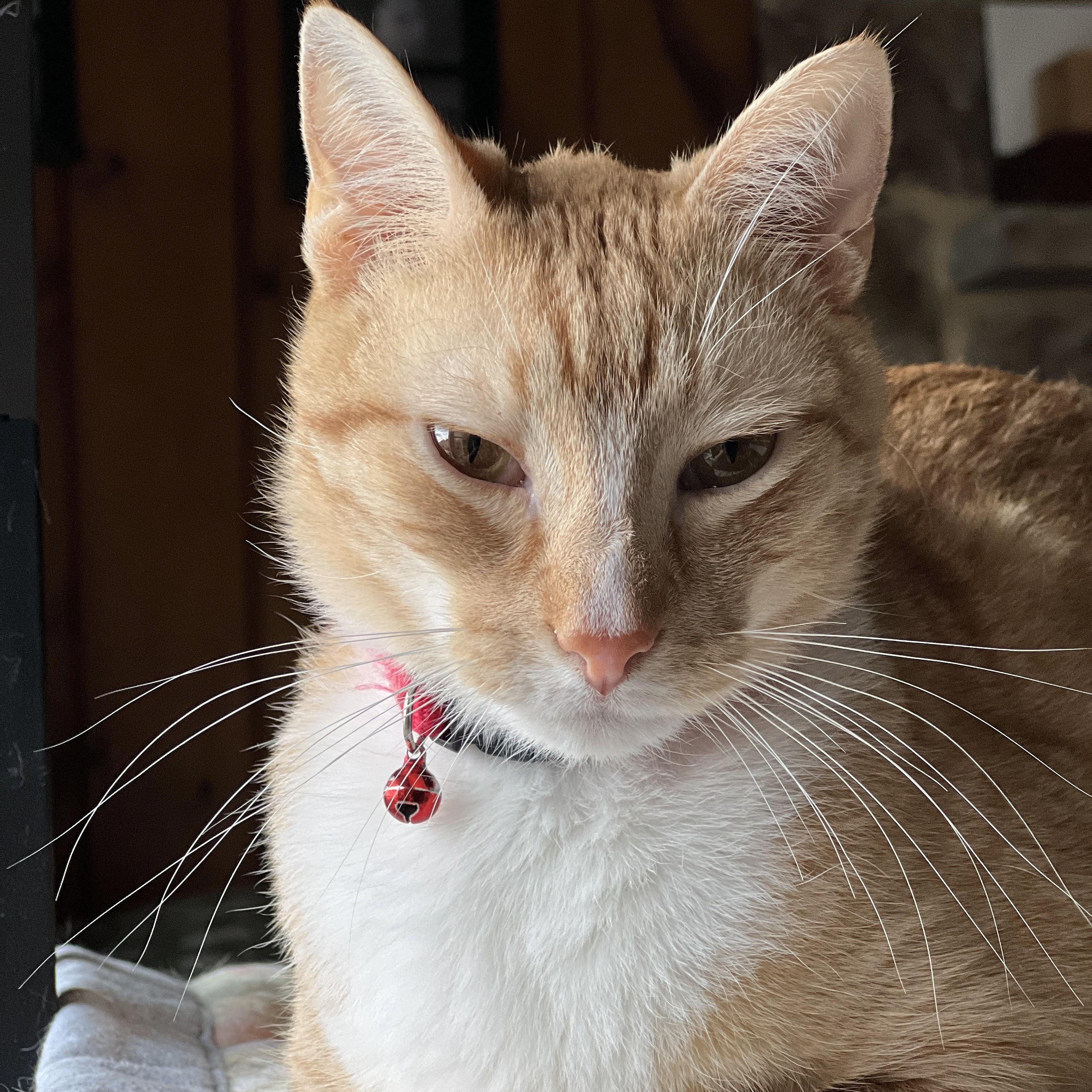 Kidd and Milo ( bonded Pair), an adopted mixed breed in Germansville, PA image 3/5