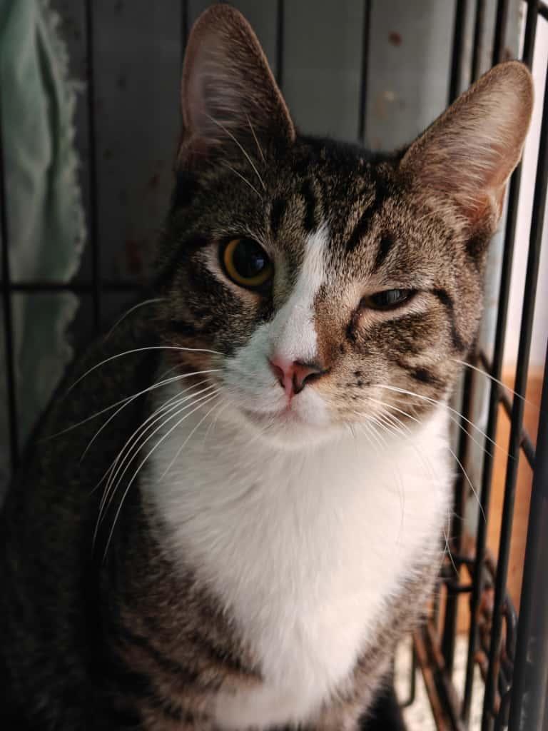 Enlarge Osh, an adoptable Domestic Short Hair in New Britain, CT image 1/1