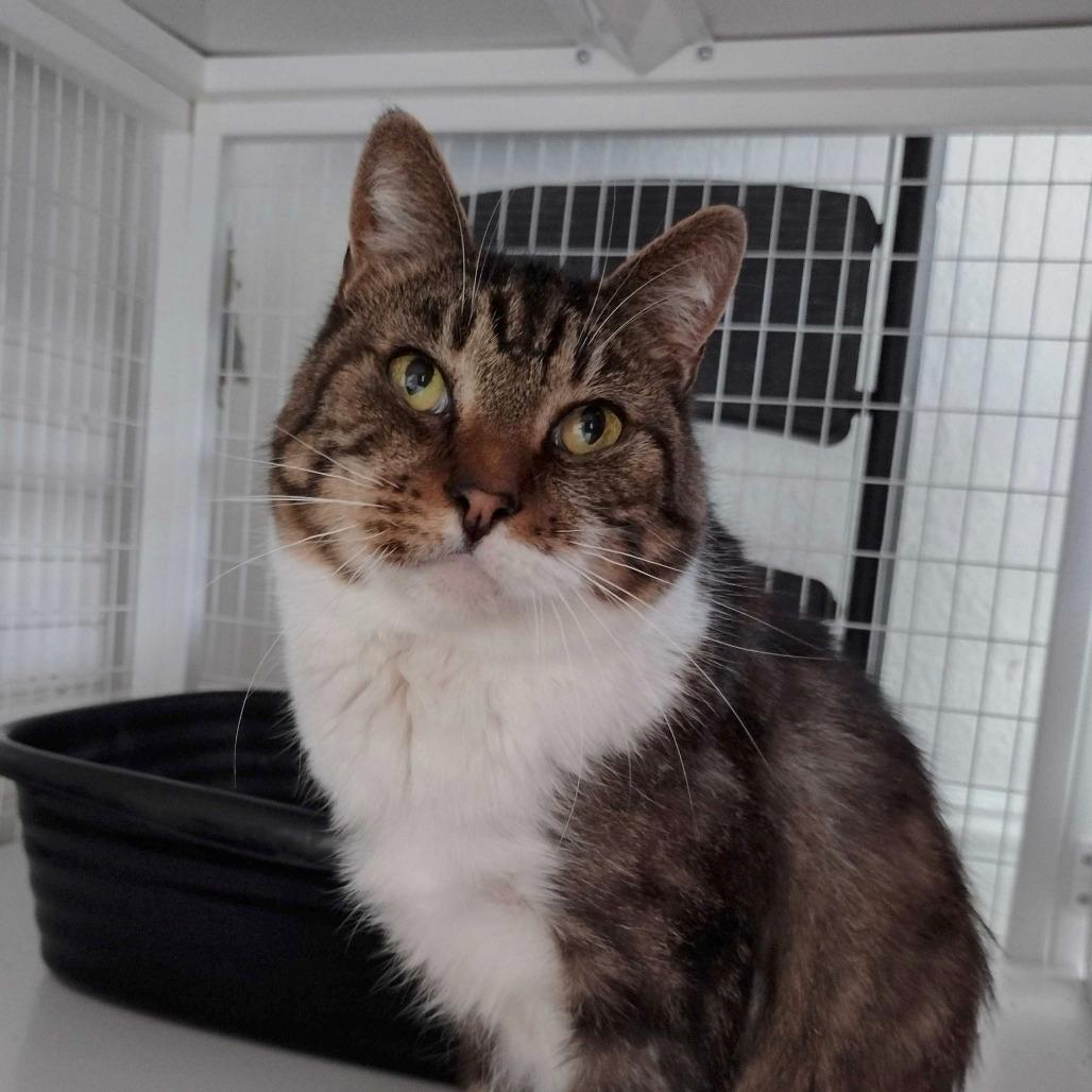 Enlarge Brinkley, a Adoptable Domestic Short Hair in Portland, OR image 1/2