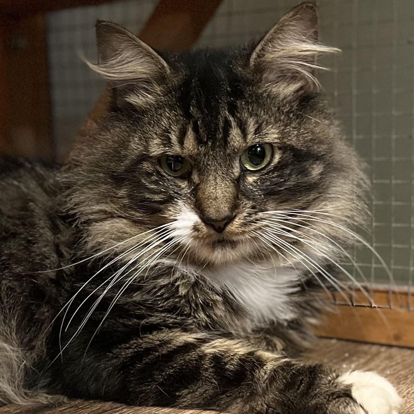 Enlarge Shazam, a Adoptable mixed breed in Griswold, CT image 3/3