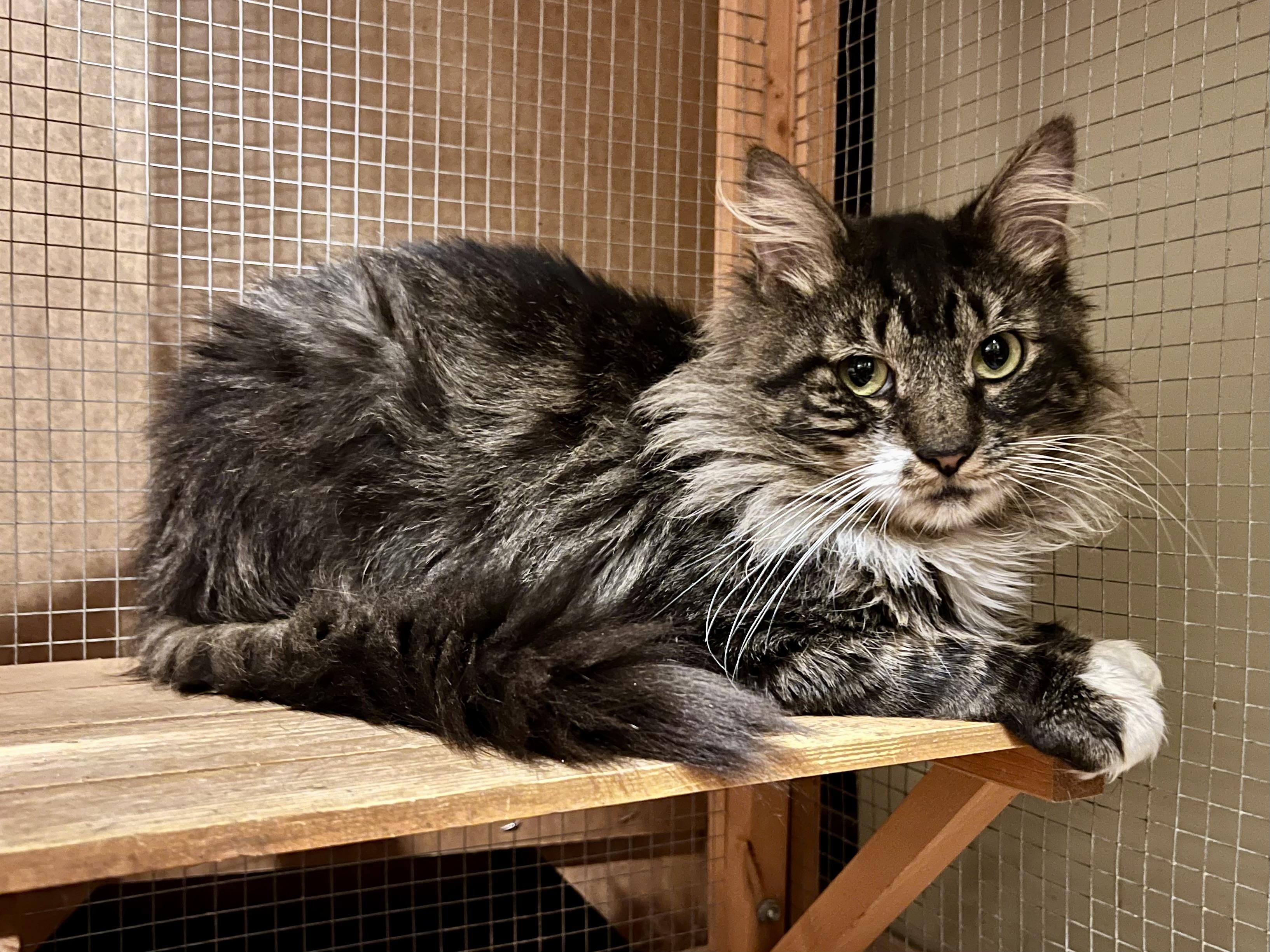 Shazam, Adoptable, Adult Male Domestic Medium Hair.