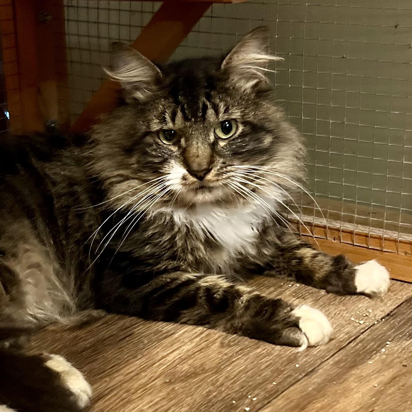 Shazam, Adoptable, Adult Male Domestic Medium Hair.