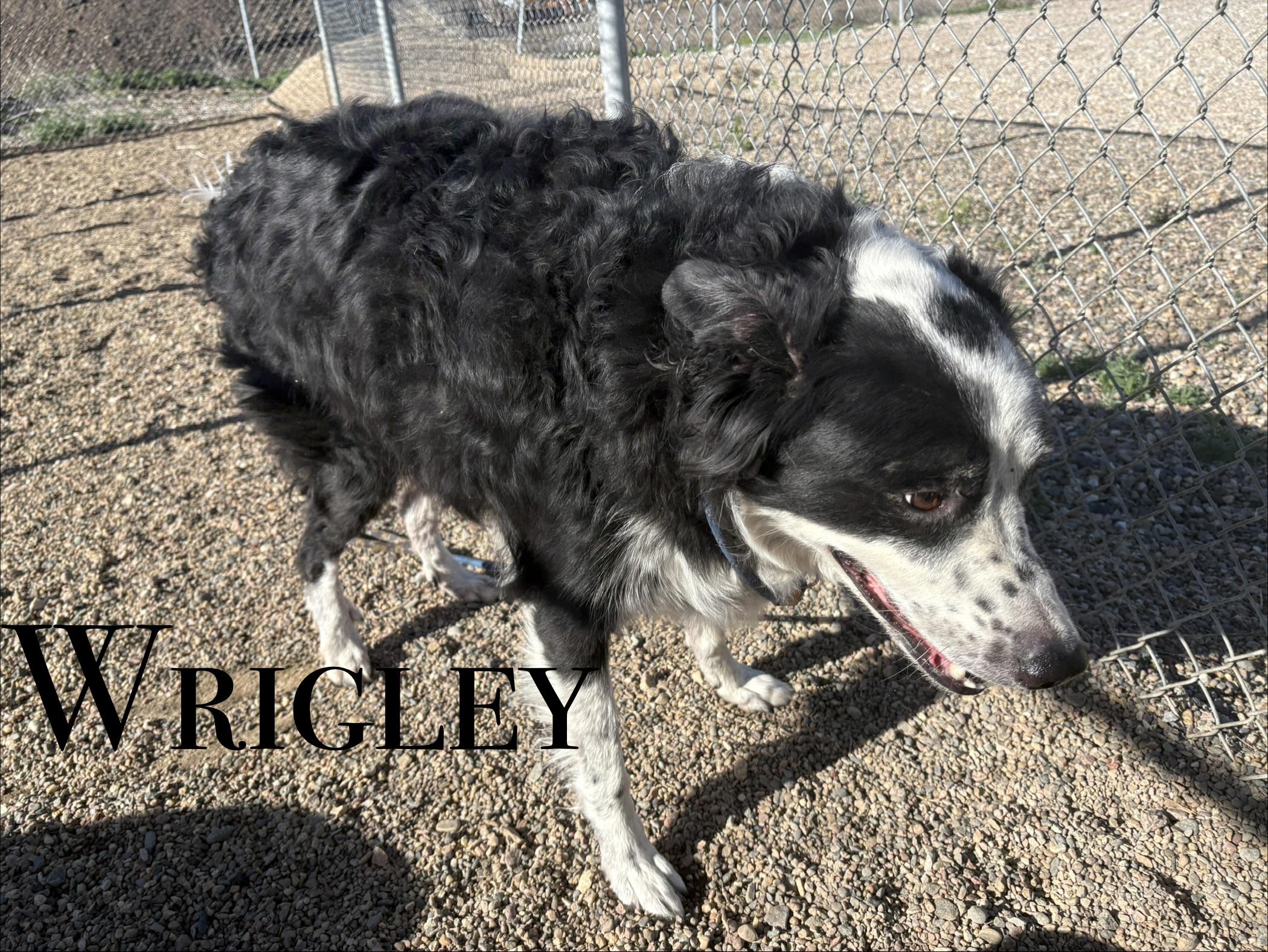 Enlarge Wrigley, a ADOPTABLE mixed breed in Craig, CO image 1/1