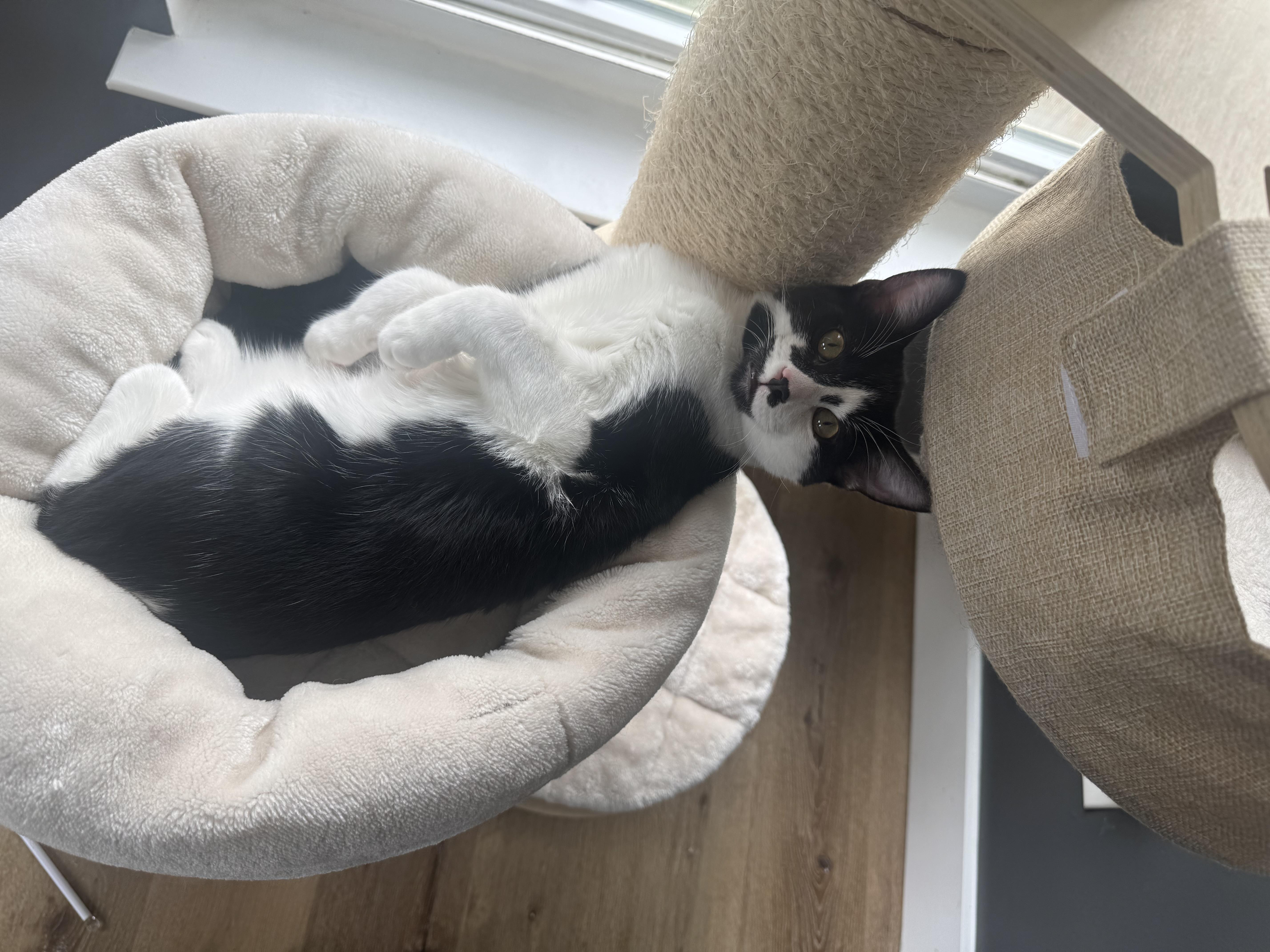 Enlarge Danny and bonded brother Joey, a ADOPTABLE Domestic Short Hair in Charlotte, NC image 2/5