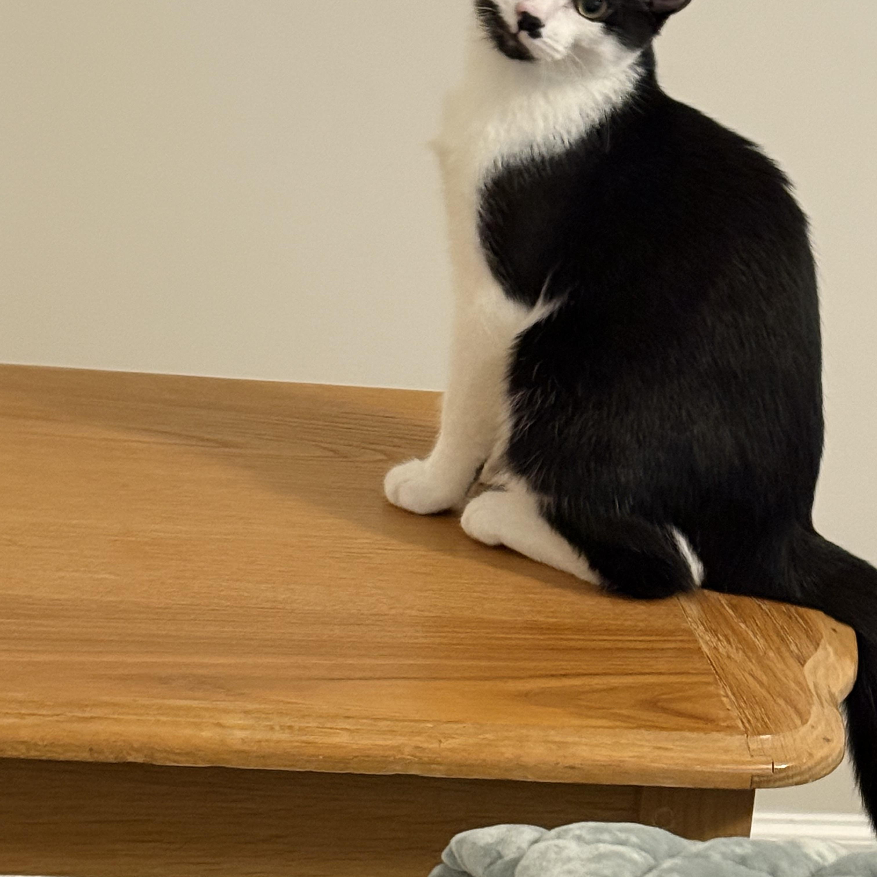 Enlarge Danny and bonded brother Joey, a ADOPTABLE Domestic Short Hair in Charlotte, NC image 3/5