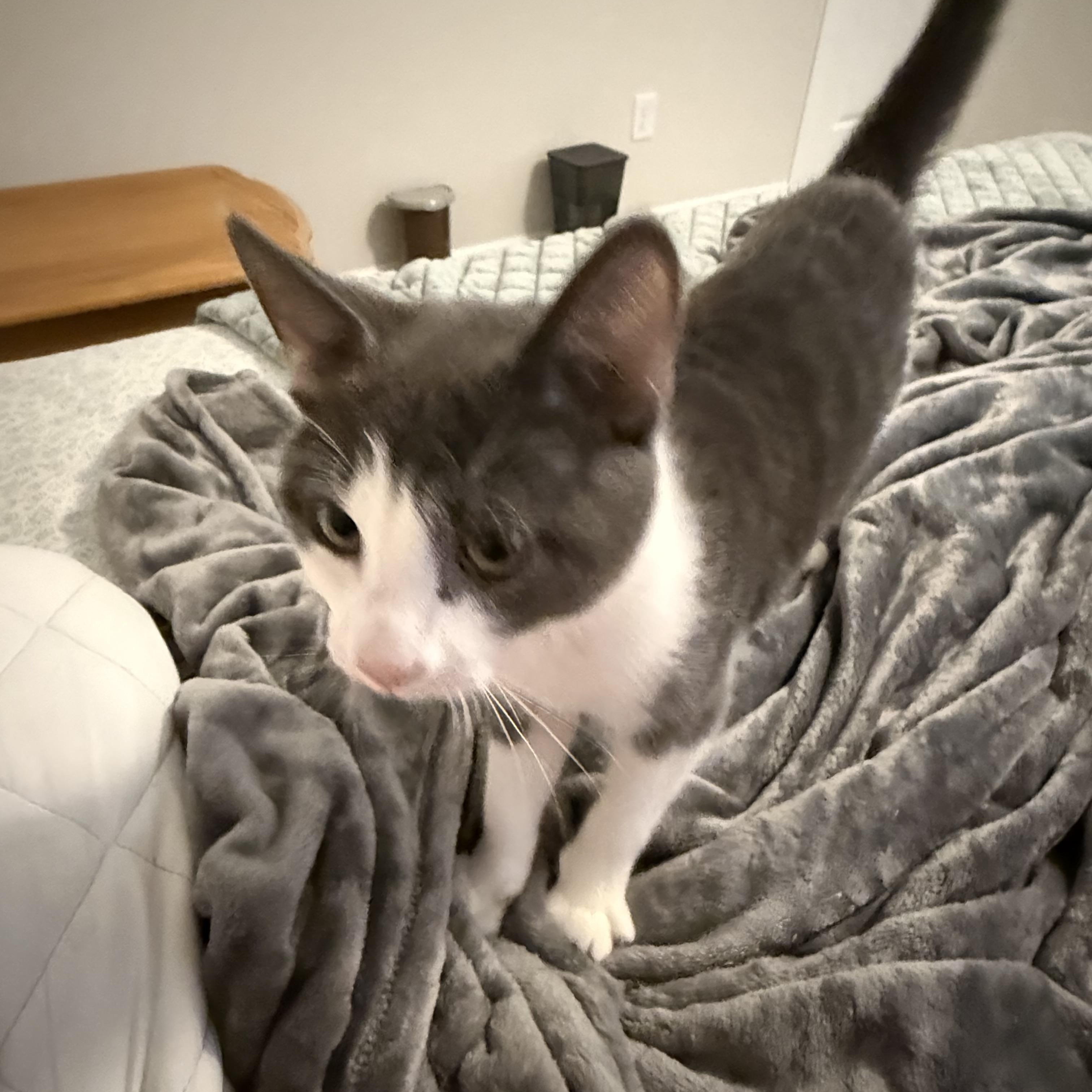 Enlarge Danny and bonded brother Joey, a ADOPTABLE Domestic Short Hair in Charlotte, NC image 5/5