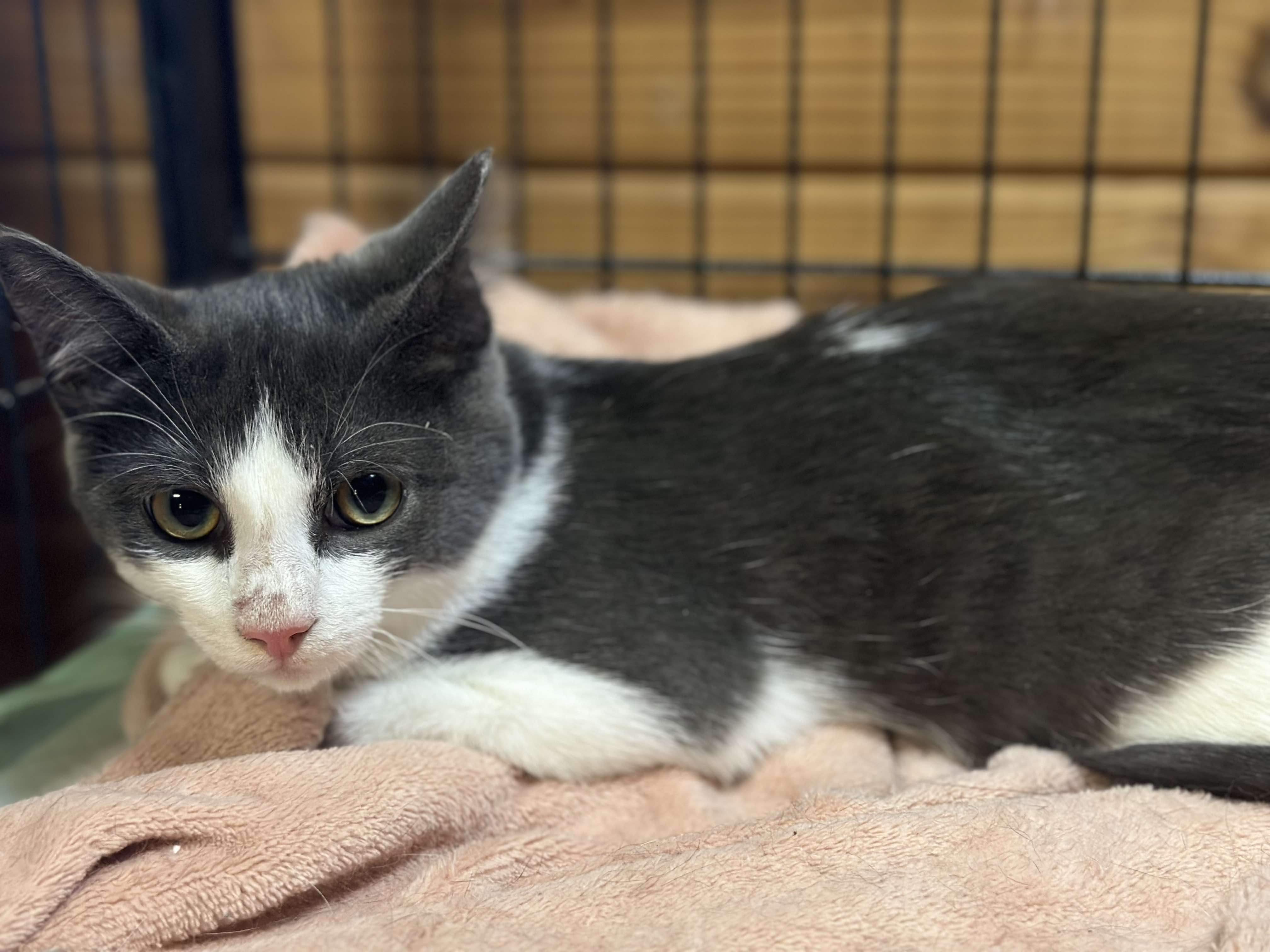Enlarge Meep, a Adopted Domestic Short Hair in Lincoln University, PA image 5/5