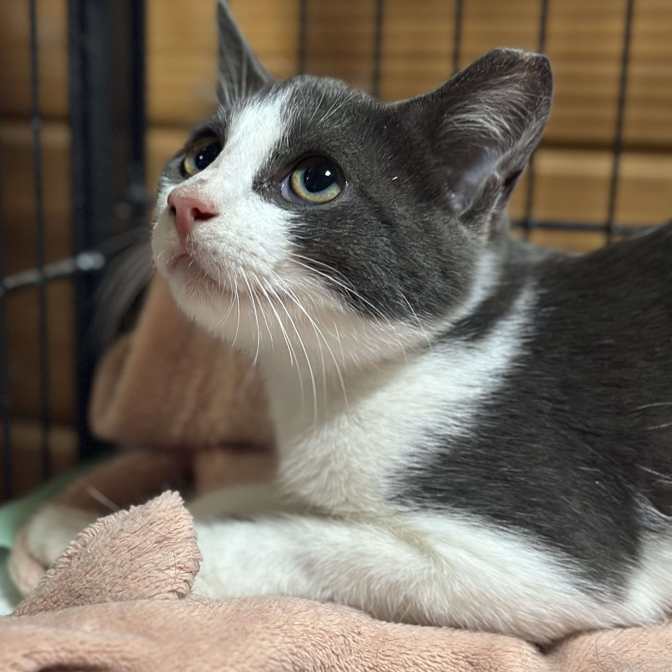 Enlarge Meep, a Adopted Domestic Short Hair in Lincoln University, PA image 3/5