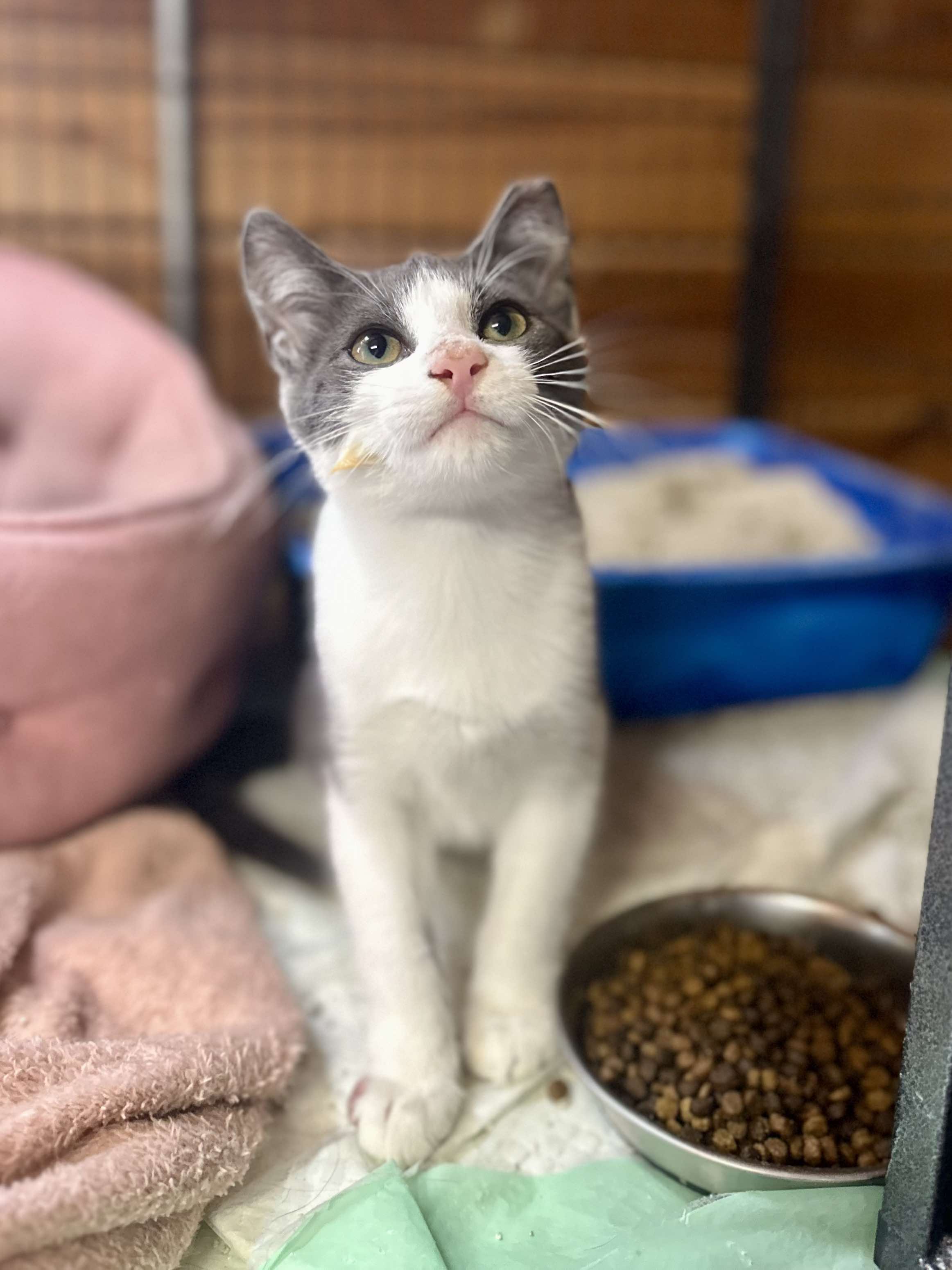 Meep, Adopted, Young Male Domestic Short Hair.