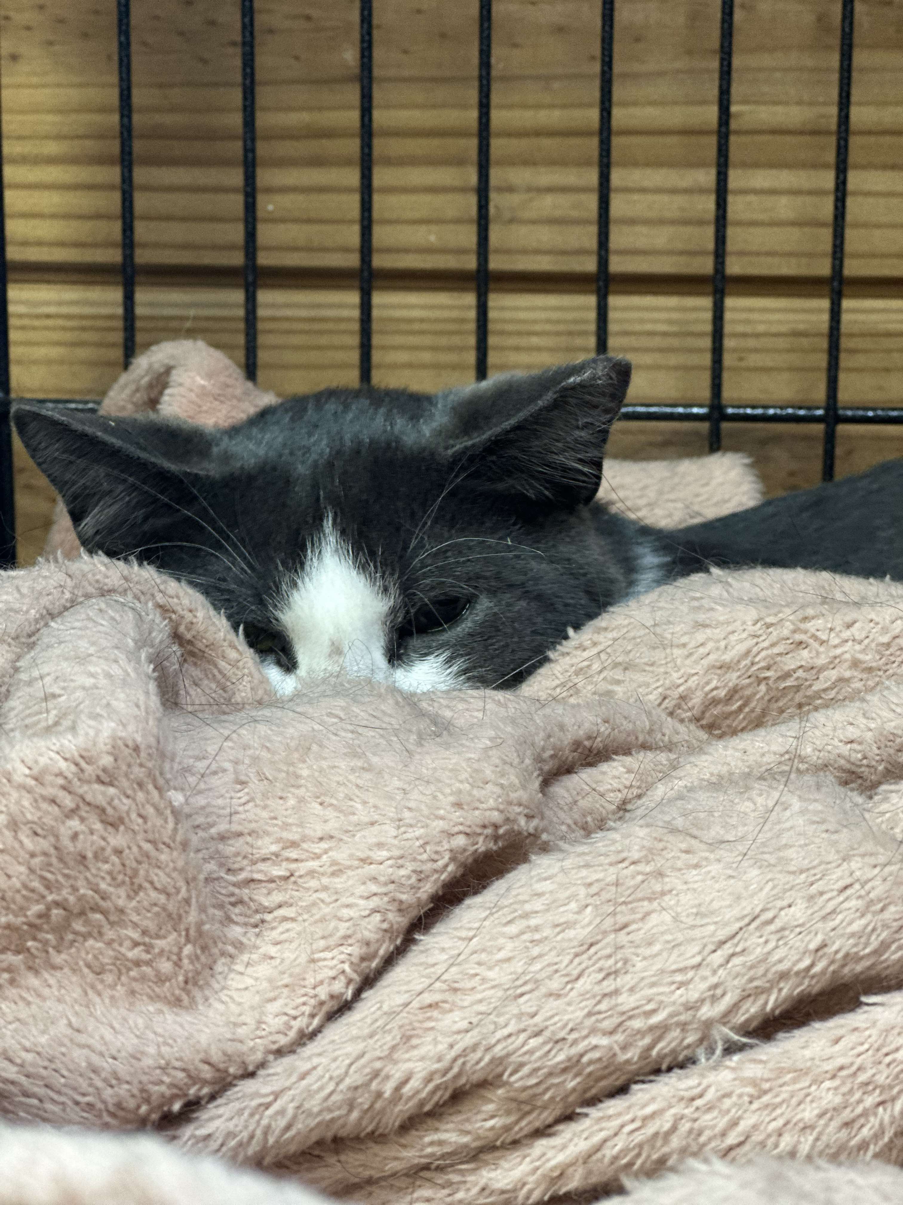 Enlarge Meep, a Adopted Domestic Short Hair in Lincoln University, PA image 4/5